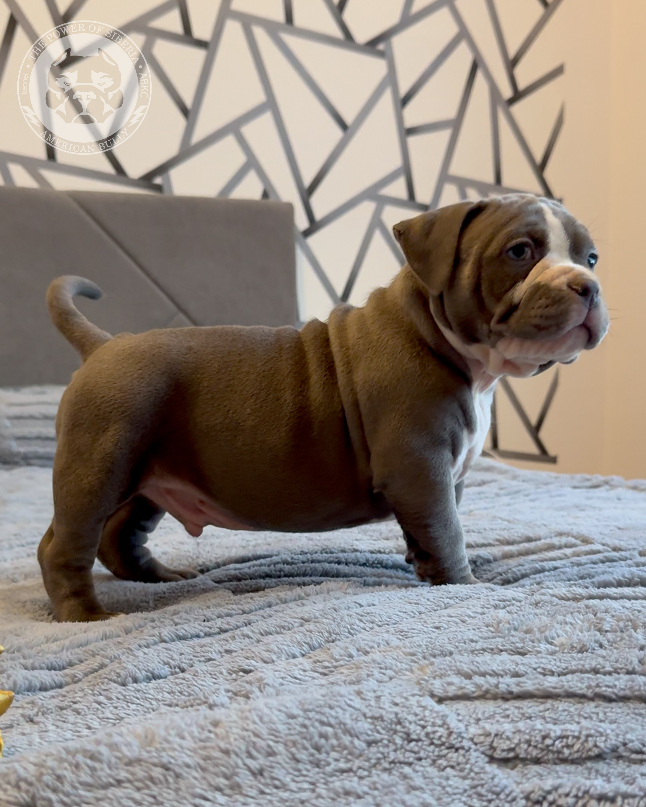 Свободные щенки Американский Булли, в типах покет, классик, стандарт. Американский Булли в г. Ростов-на-Дону. Питомник THE POWER OF SIBERIA