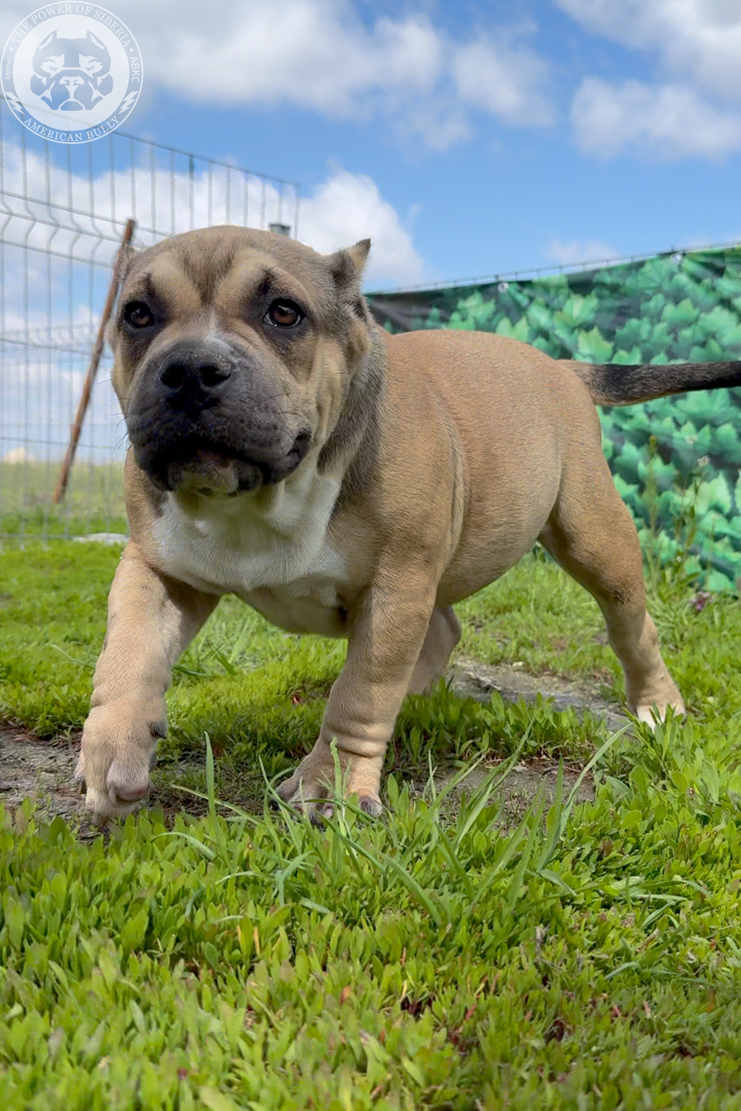 22.11.25 Тагира-Каспер. Американский Булли в г. Ростов-на-Дону. Питомник THE POWER OF SIBERIA