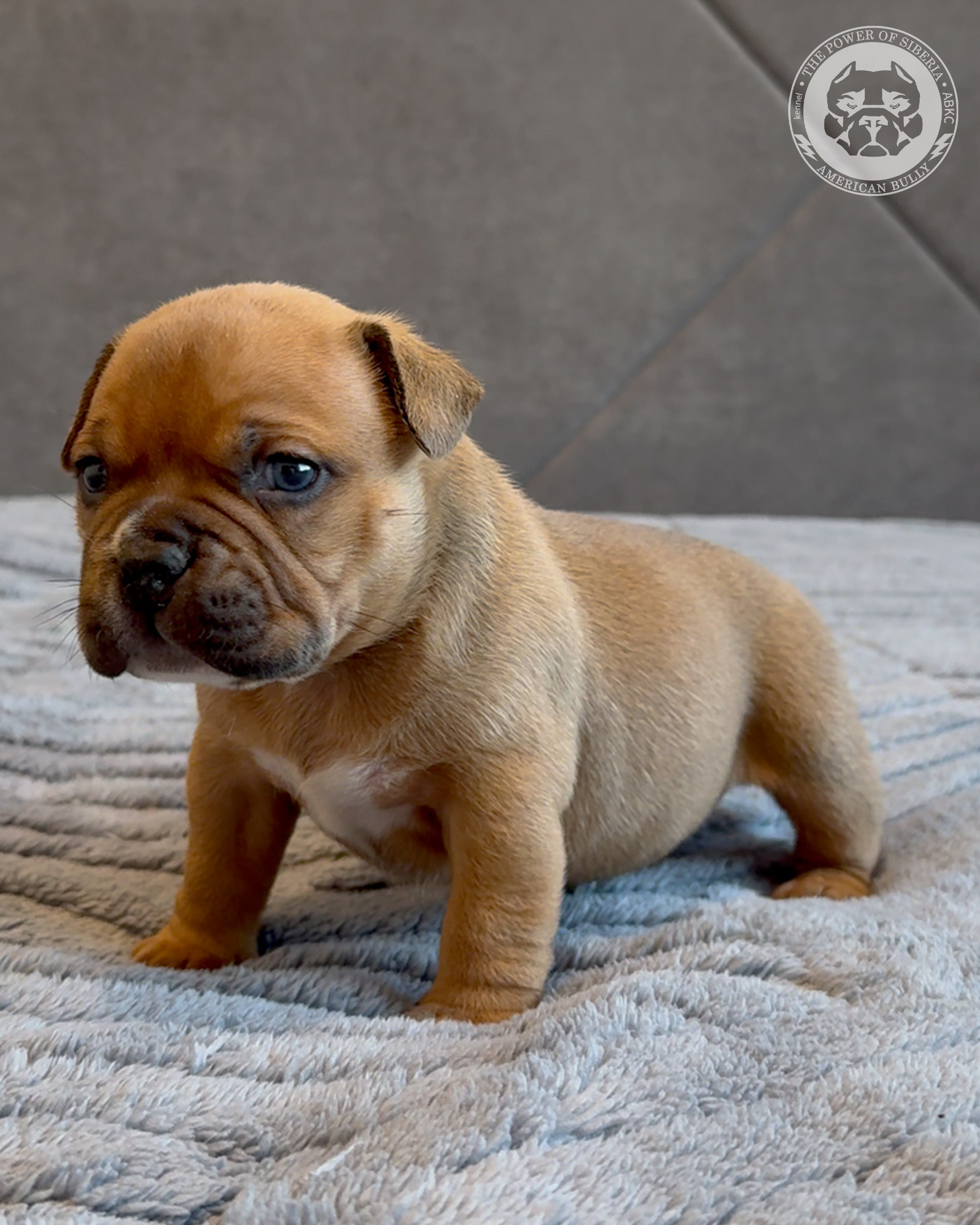 Свободные щенки Американский Булли, в типах покет, классик, стандарт. Американский Булли в г. Ростов-на-Дону. Питомник THE POWER OF SIBERIA