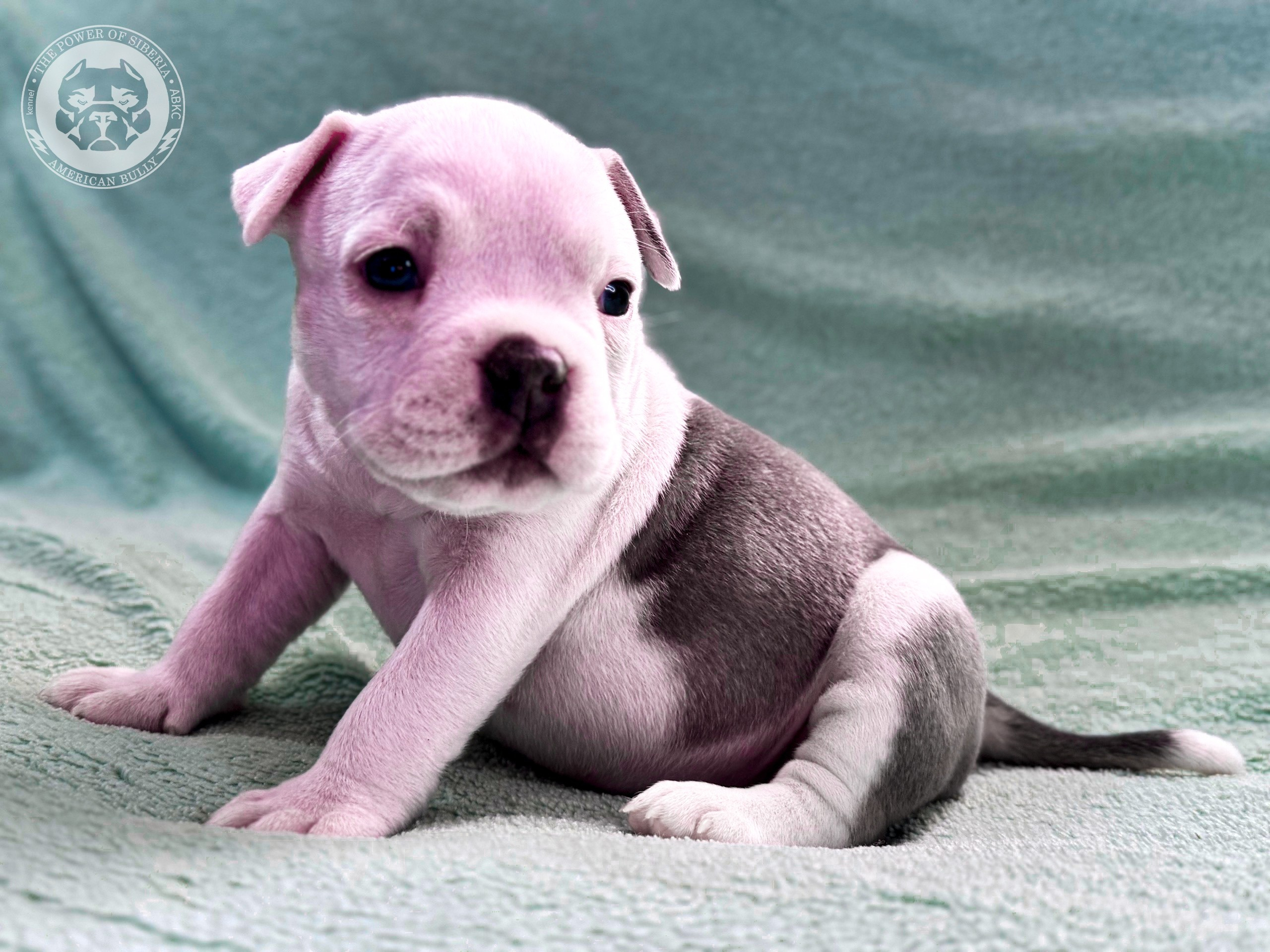 Свободные щенки Американский Булли стандарт и Свободные щенки Американский Булли классик. Американский Булли в г. Ростов-на-Дону. Питомник THE POWER OF SIBERIA