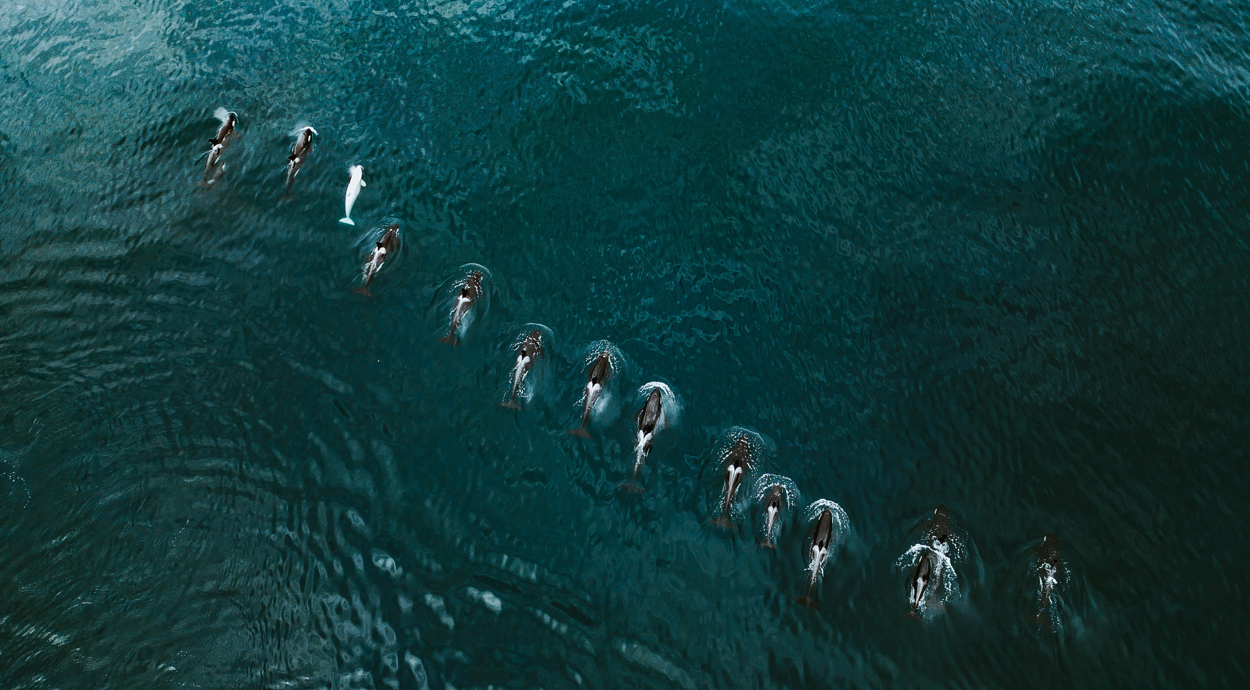 Airphoto. Николай Филиппов Event & Concert Photographer Москвf