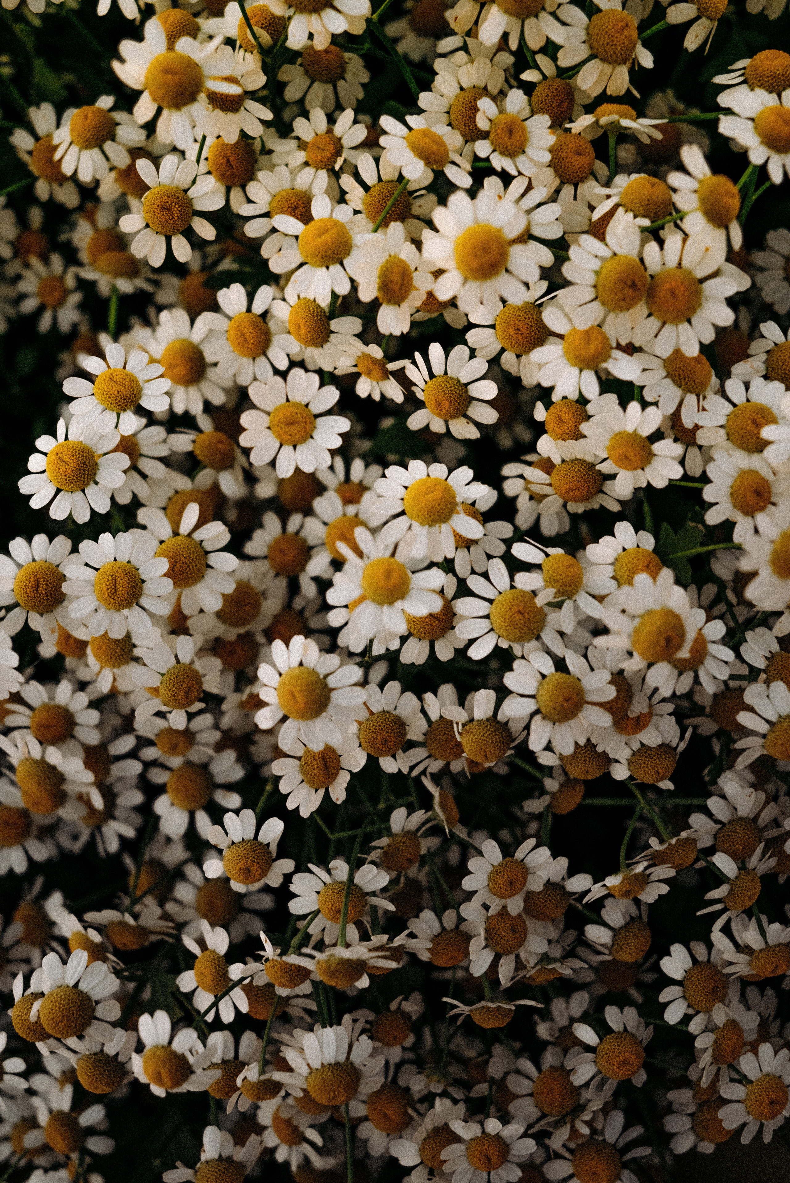 Настя. Фотограф Тверь. Анна Драго