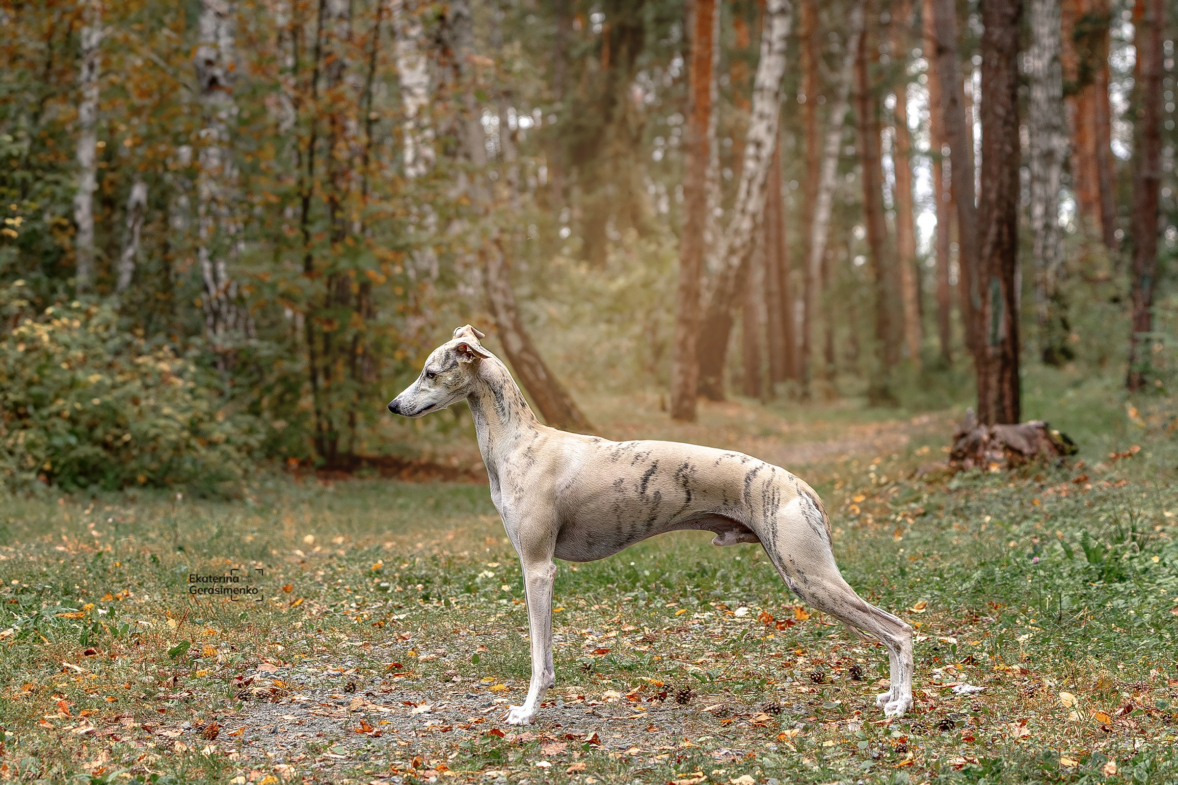 30 августа 2025, Выставка РКФ, г. Челябинск. Htykk_photo