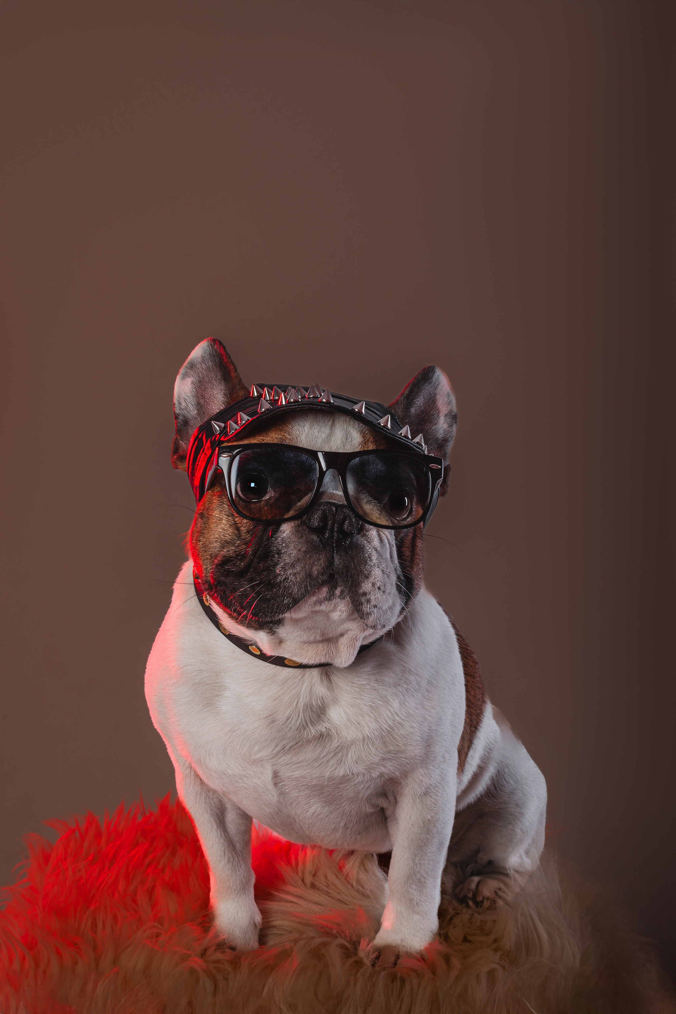 Студийная фотосессия с цветным светом. Фотограф-анималист Татьяна Степанова