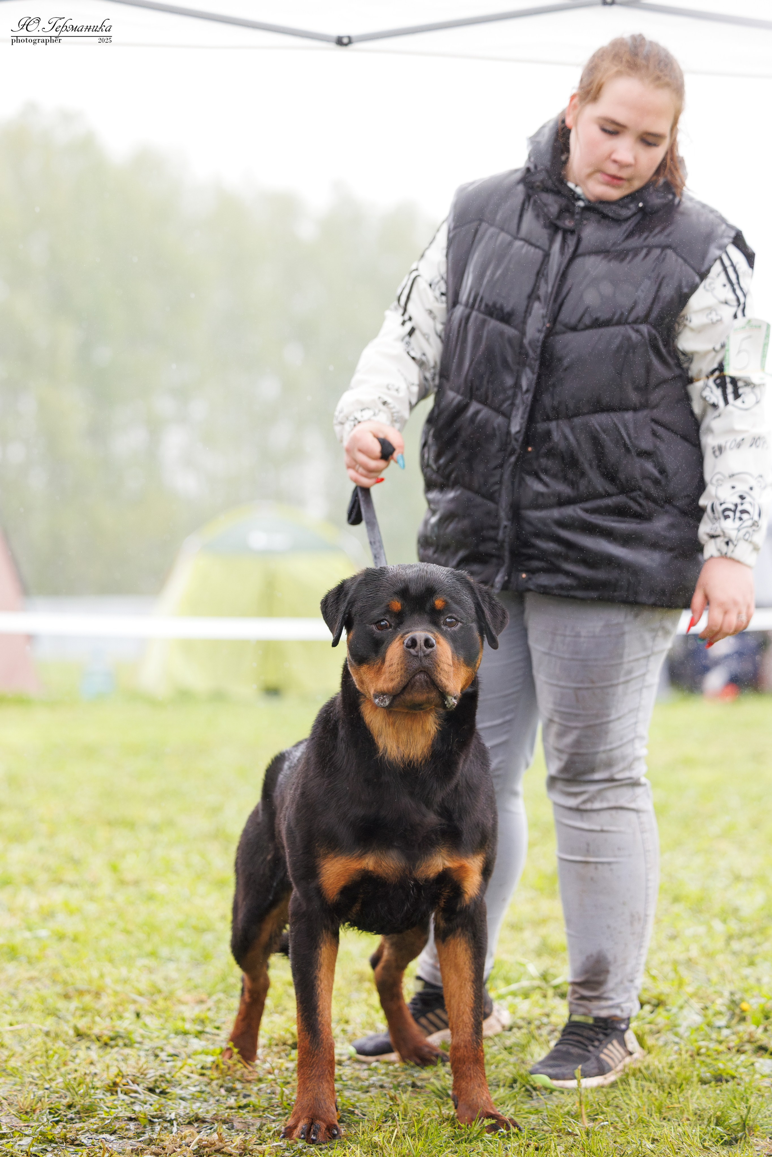 Нижний Новгород 2хмоно ротвейлеров 10-11.05.2025. Фотограф-анималист Юлия Германика