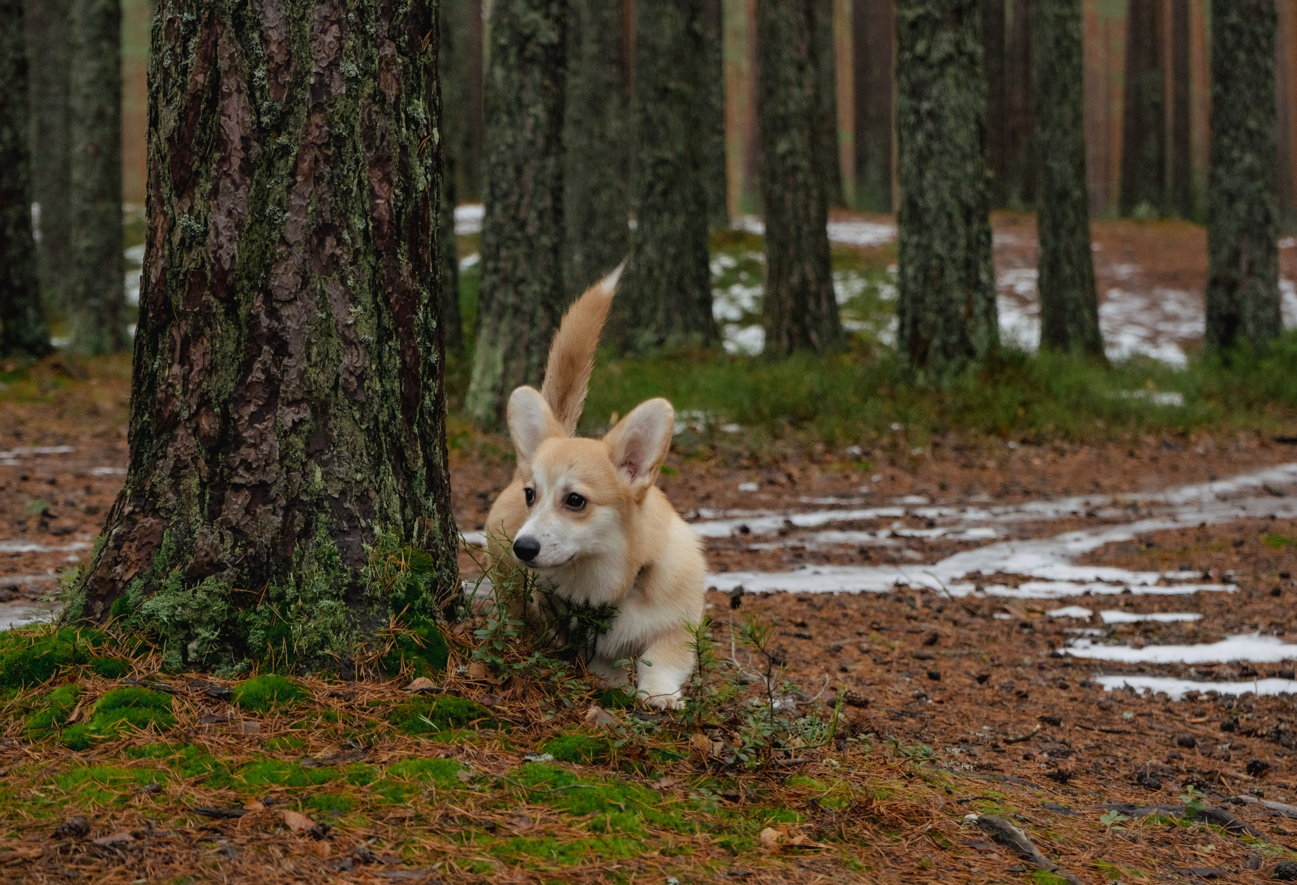 Фотосессии Пушистиков. Фотограф в Санкт-Петербурге Виктория Барышникова