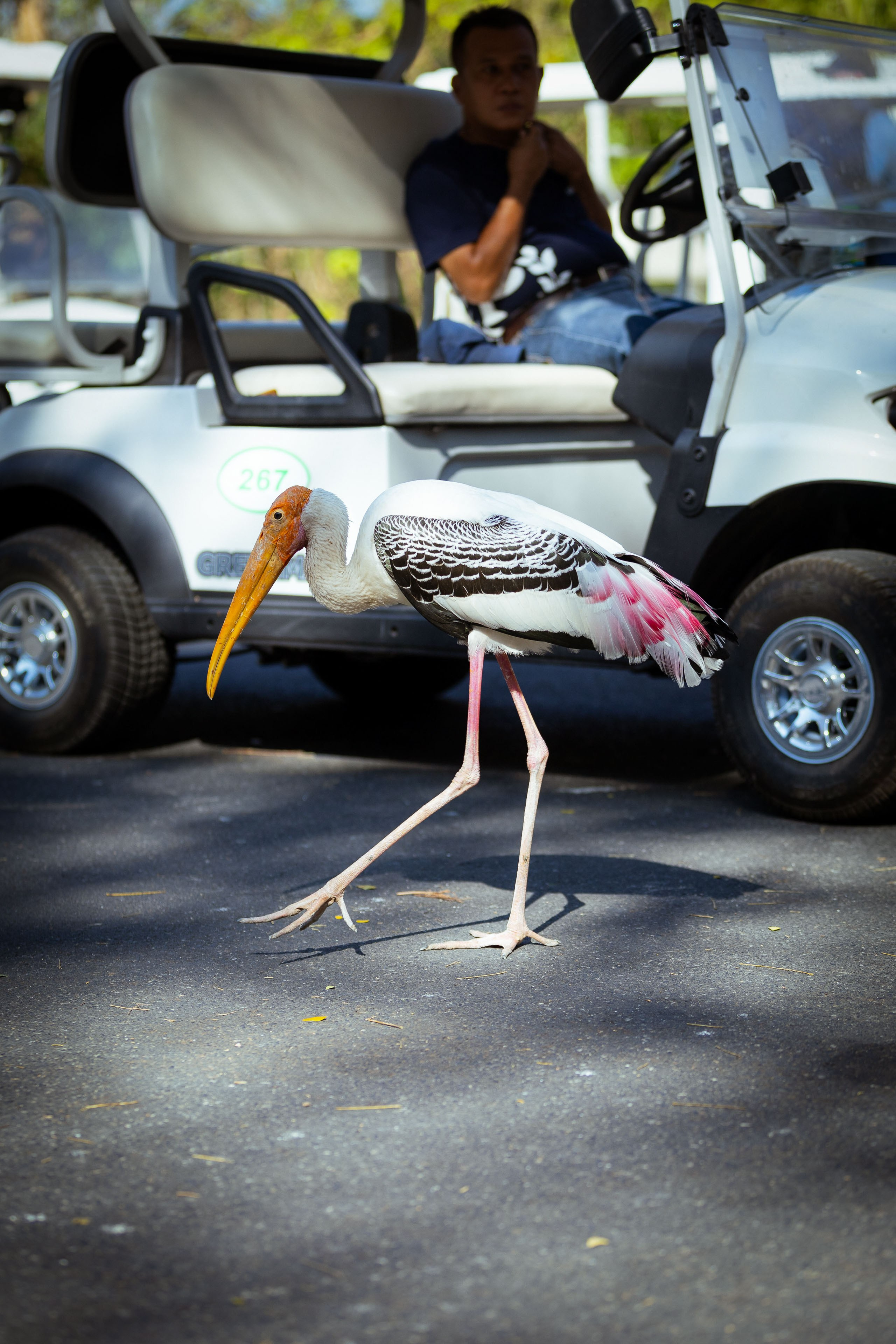 Таиланд (зима 2025). Фотограф Виноградов Константин