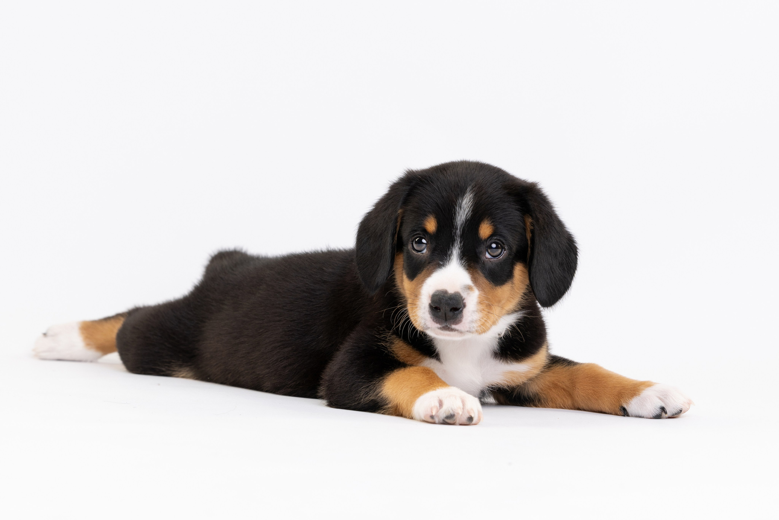 Энтлебухеры. Фотограф анималист Осипчикова Мария