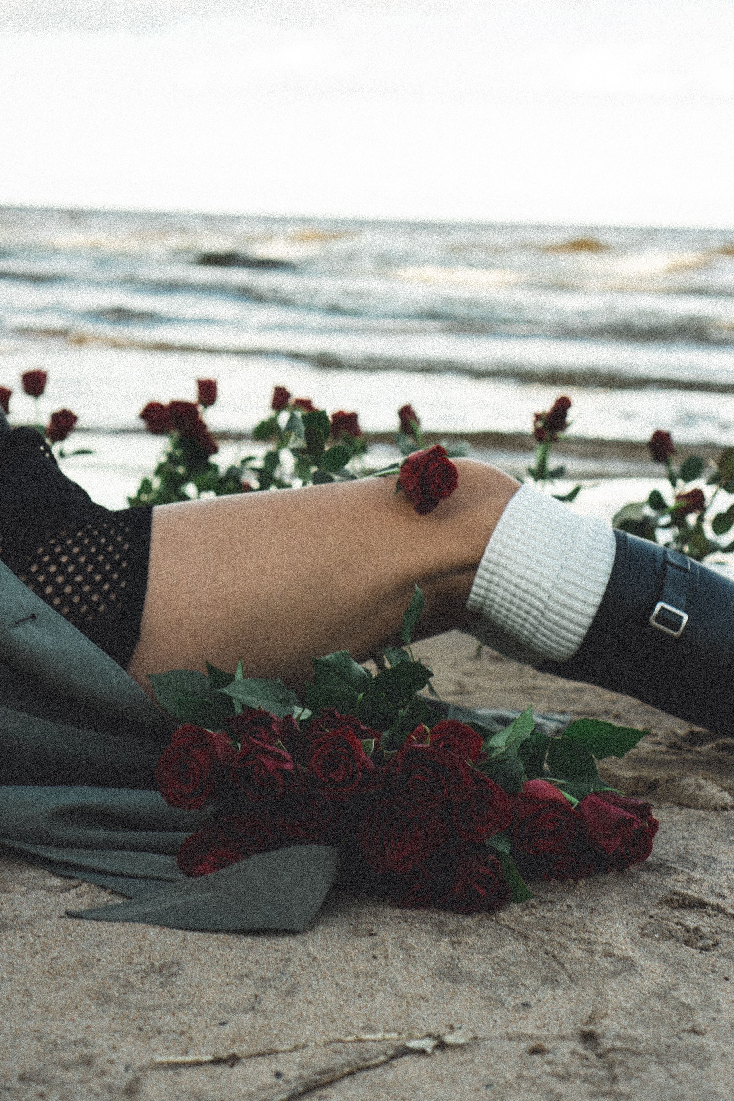 Розы. Профессиональный фотограф, Санкт-Петербург — Виктория Богомолова