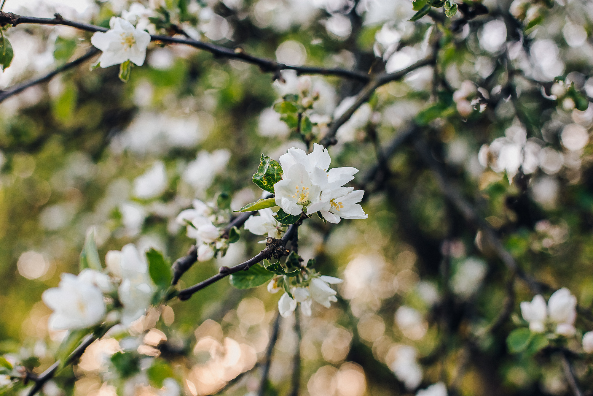Люба и Марк (цветение садов). Семейный фотограф в Минске Саша Павлюк