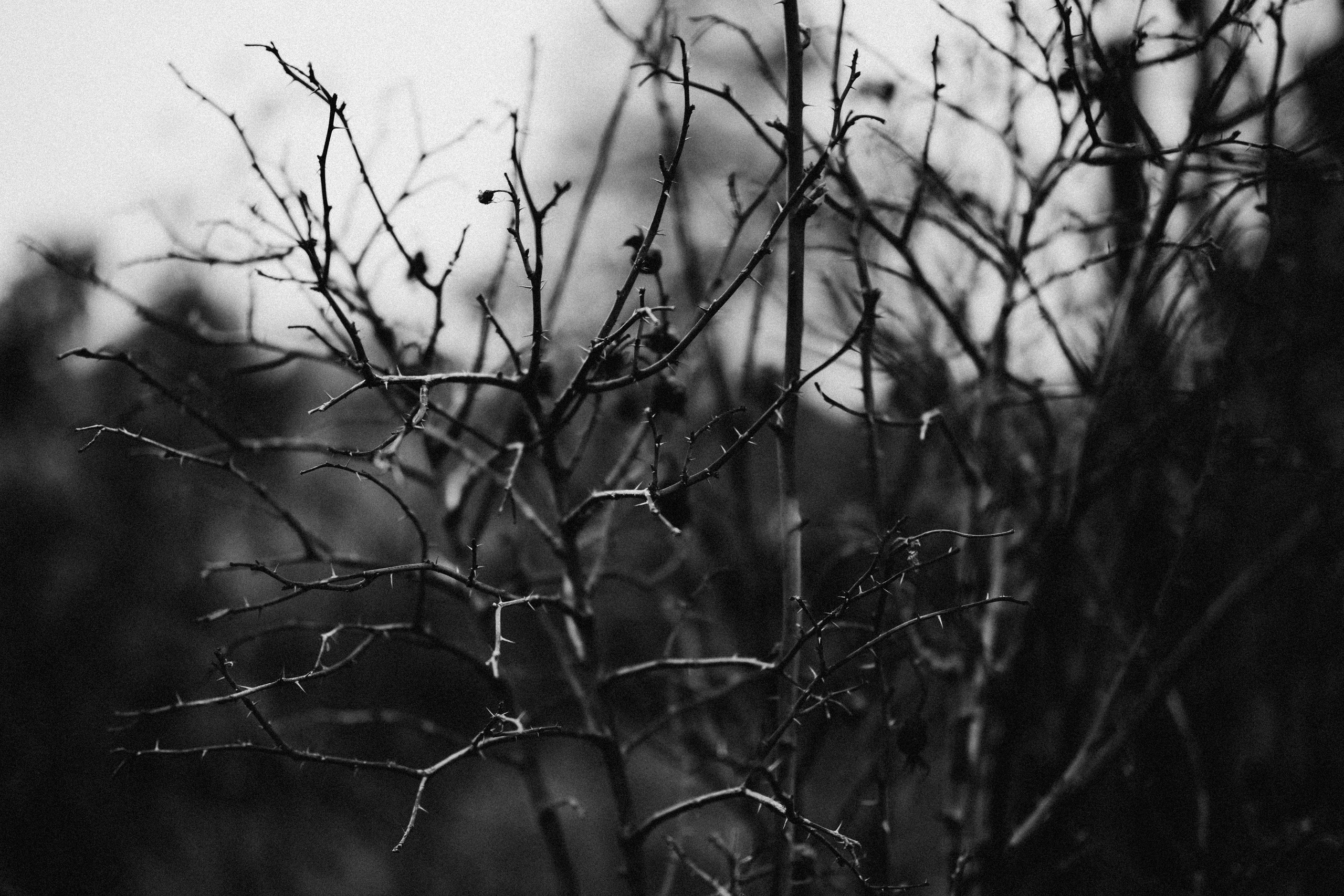 Даша. Daria Chigintseva Photographer