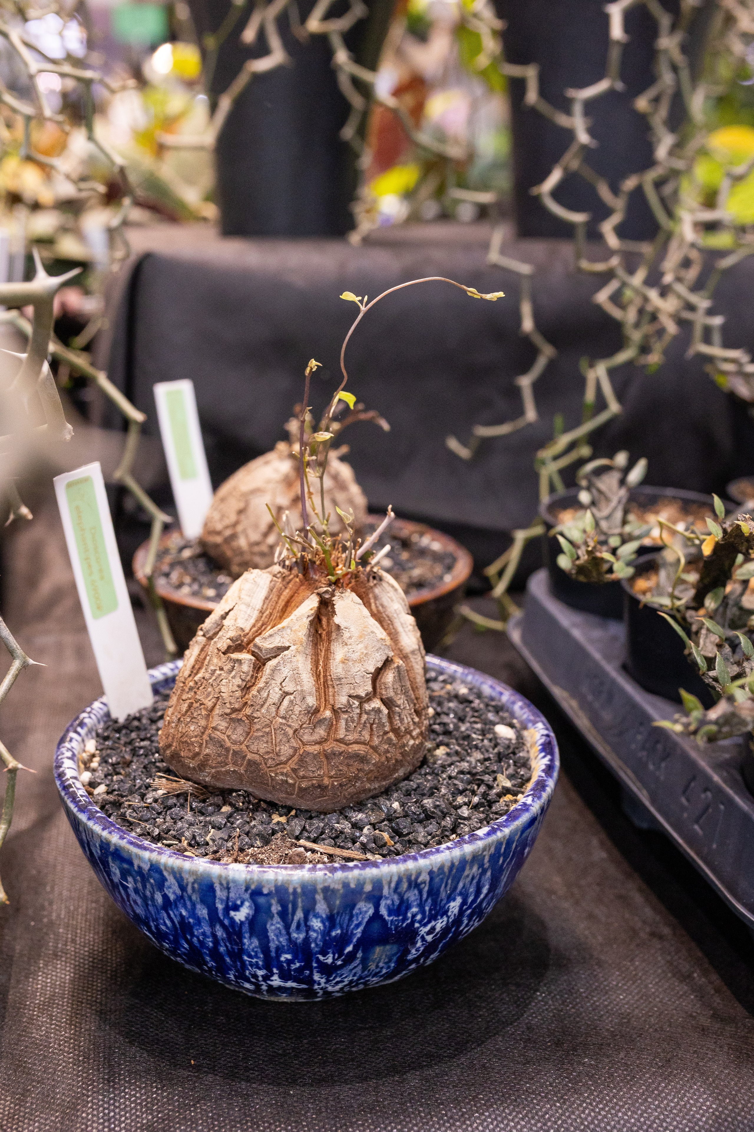 Орхидиум май 2025. Александра Куликова фотограф, Москва