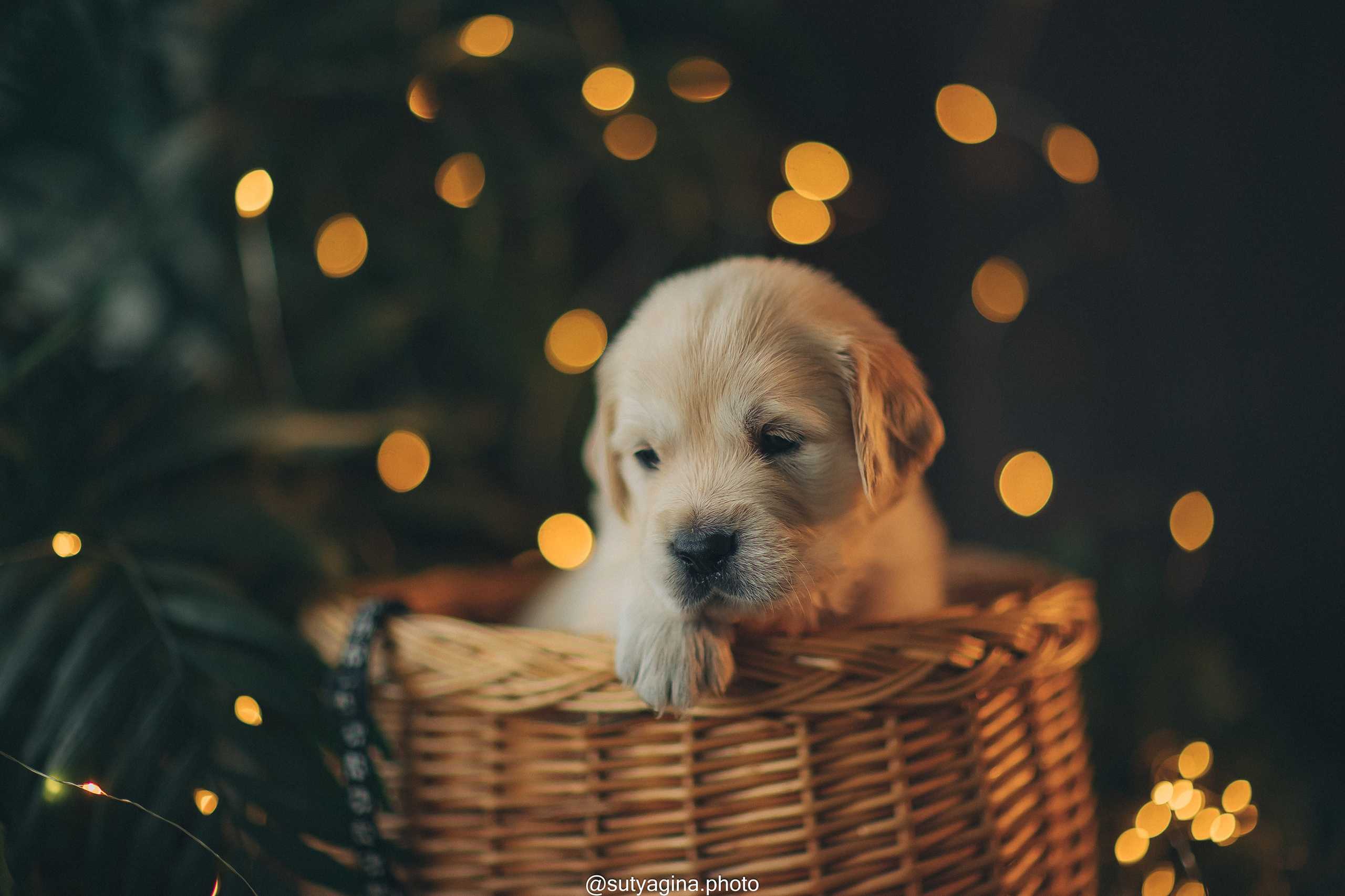 Черная лента. Свадебный и женский фотограф