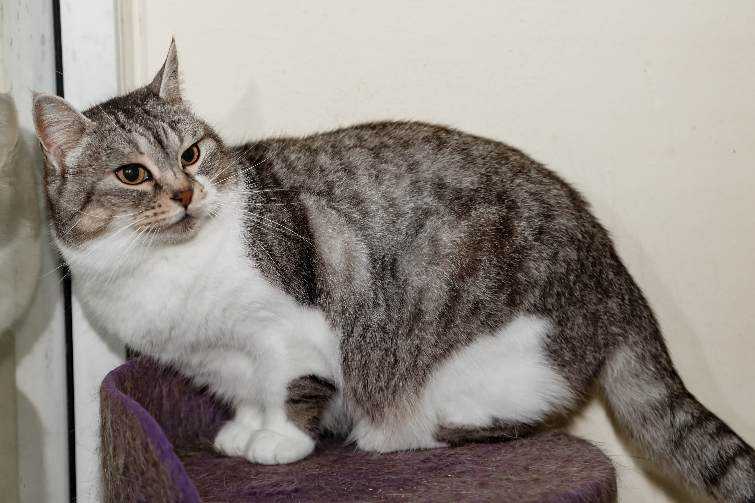 Приют Кошкин Дом Филимоша. Ваш фотограф в Оренбурге Рощупкина Екатерина