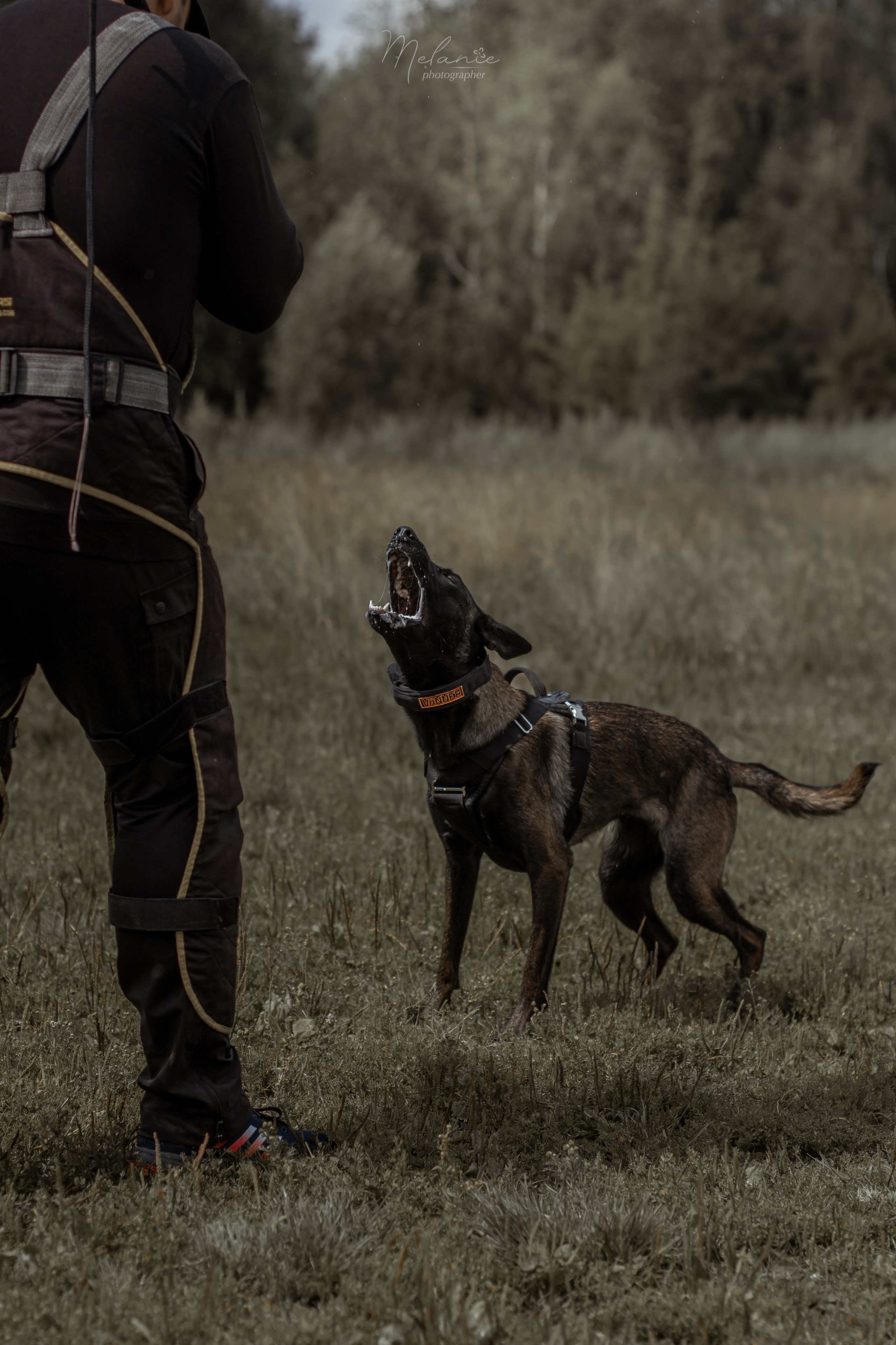 Собака в спорте. Фотограф-анималист в Москве Дорн Мелани