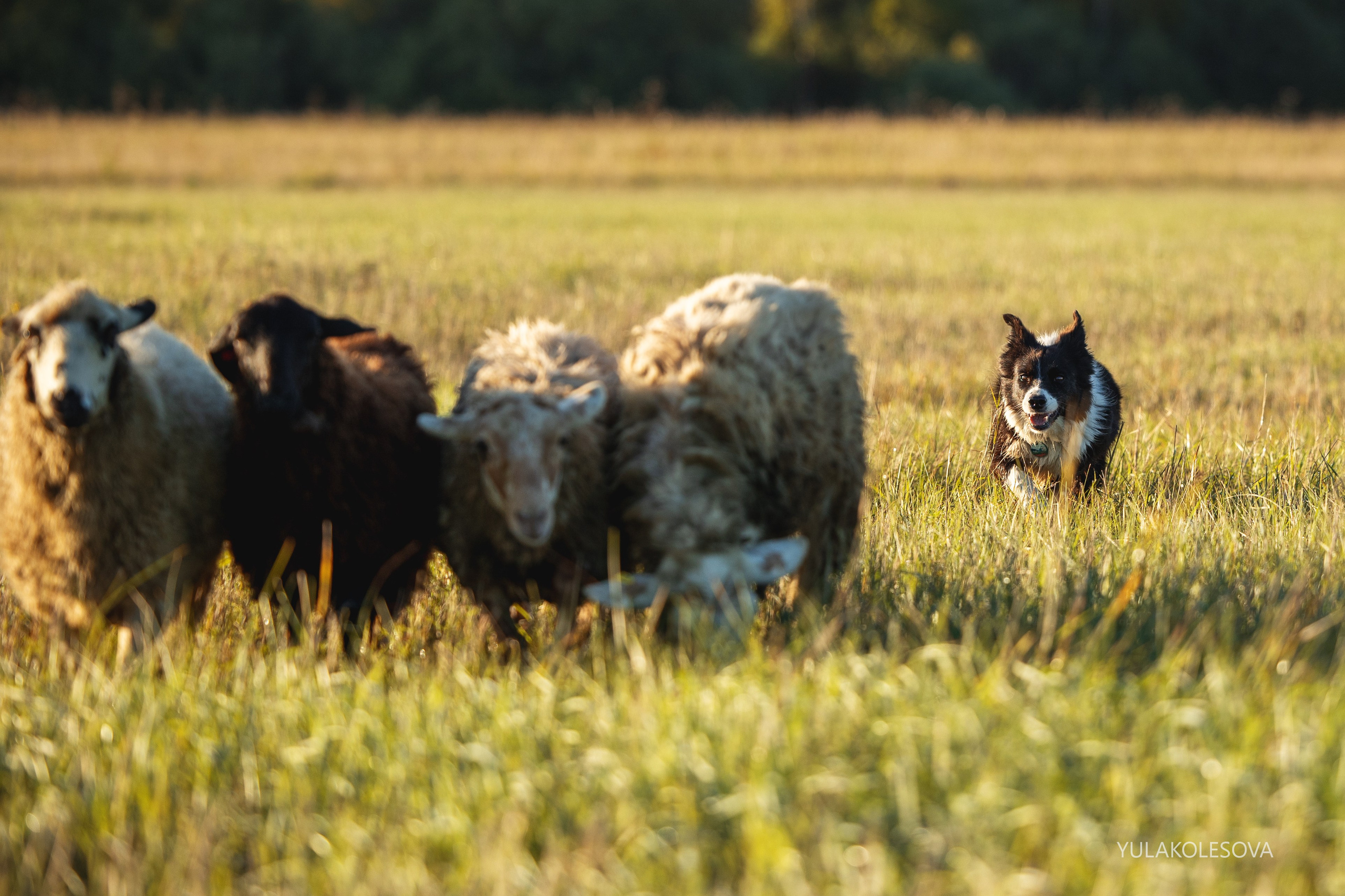 Пастуший интенсив, сентябрь 2024. YULA KOLESOVA | Фотограф — Анималист | Художник | Тюмень
