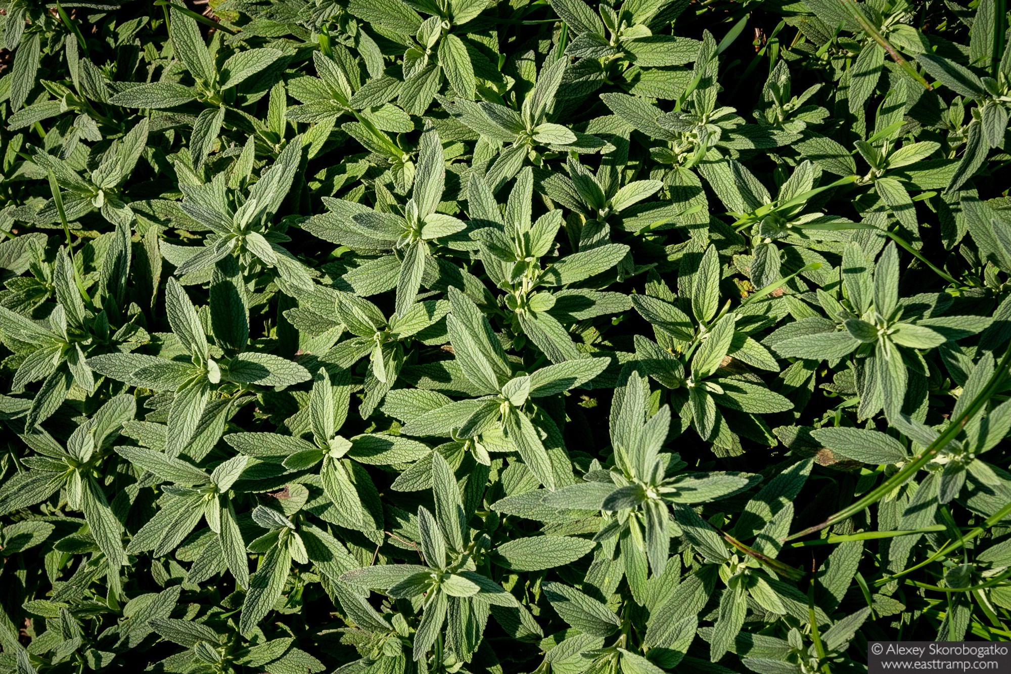 Археологические раскопки некрополя Кыз-Аул в Крыму. Фотограф Алексей Скоробогатько