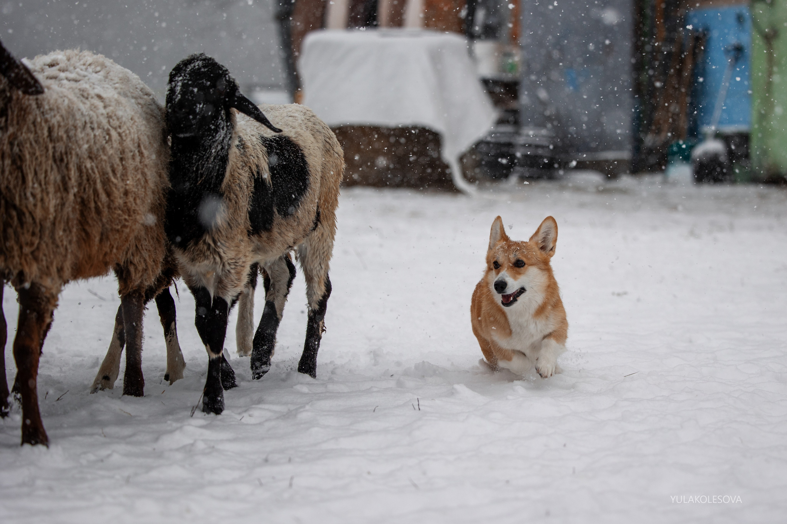 Пастуший интенсив, ноябрь 2024. YULA KOLESOVA | Фотограф — Анималист | Художник | Тюмень