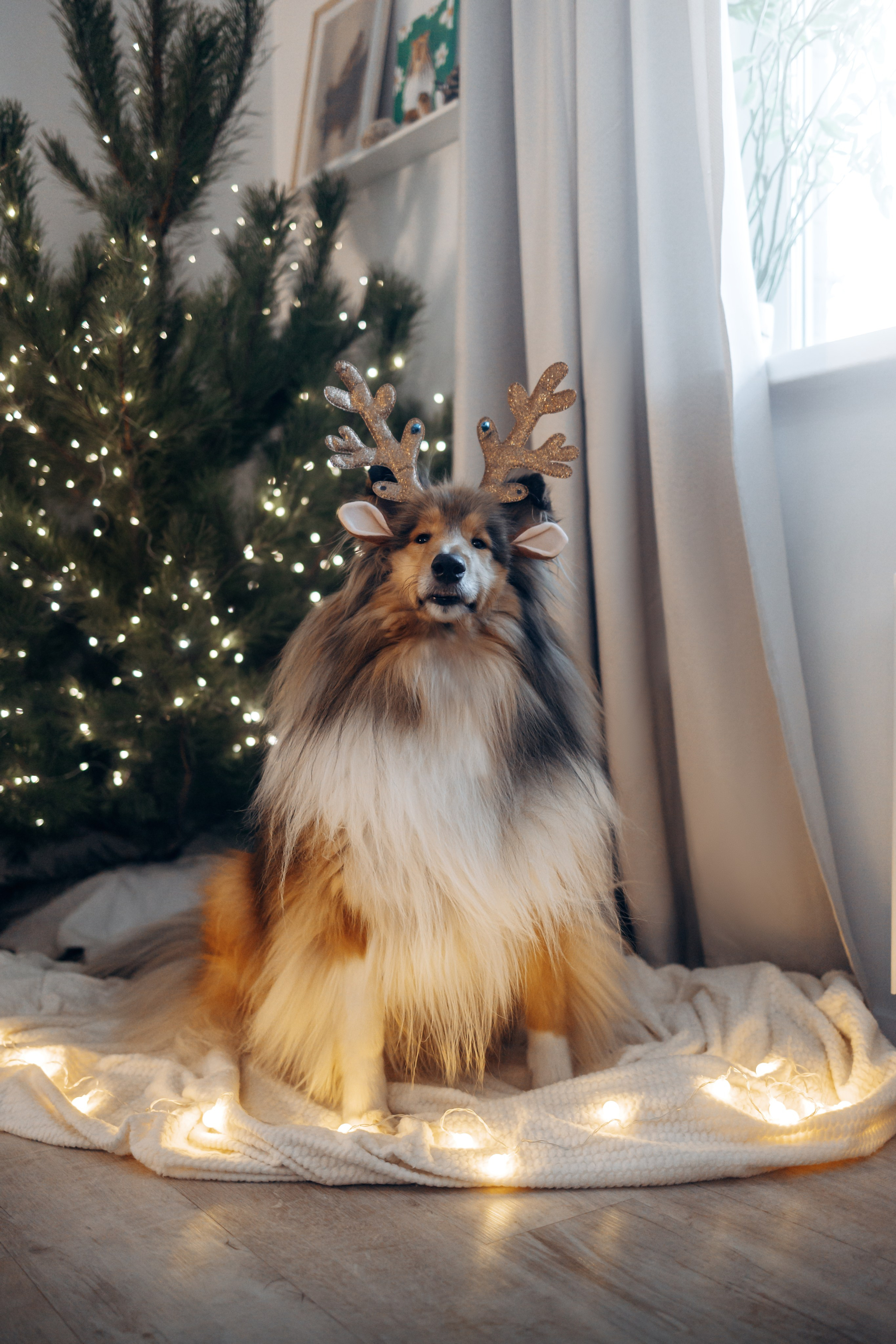 Юлиана, Элли и Райан. YULA KOLESOVA | Фотограф — Анималист | Художник | Тюмень