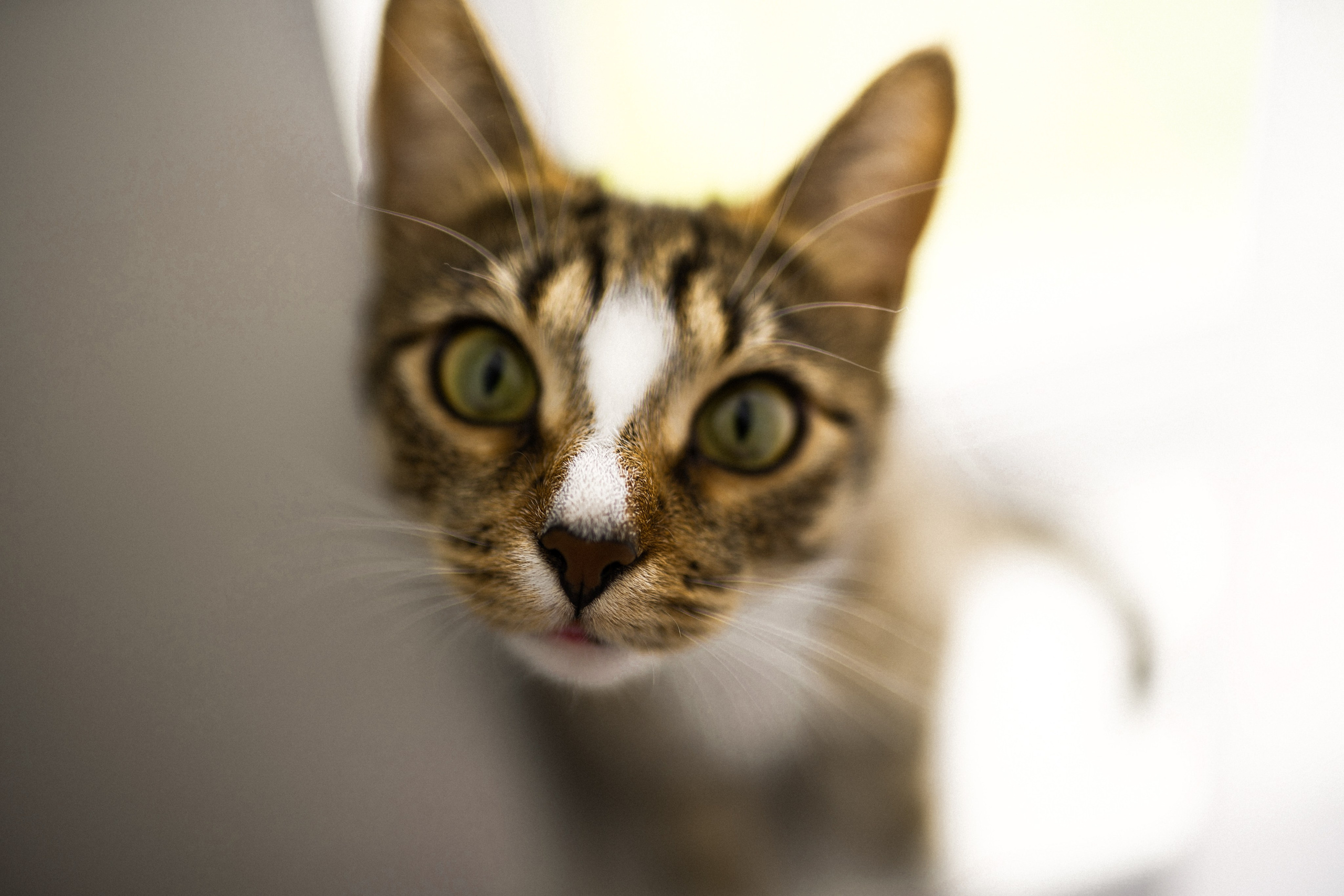 Домашняя съемка в Суздале. Семейный фотограф в Суздале Елена Кузнецова