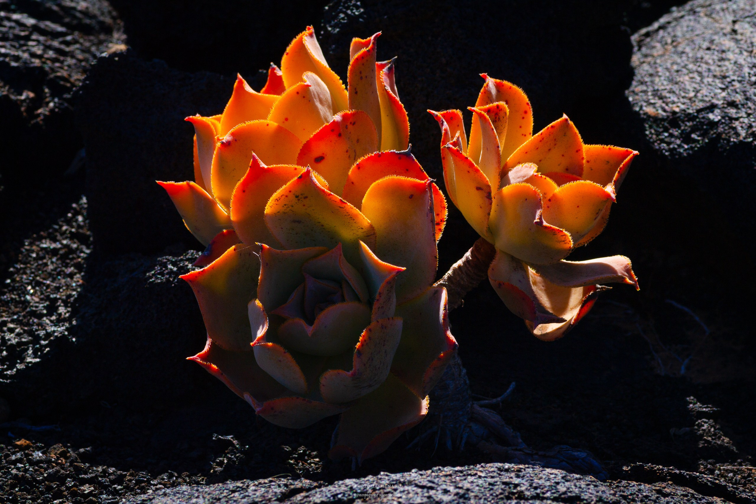 Осязаемая красота. Авторские стильные фотокартины