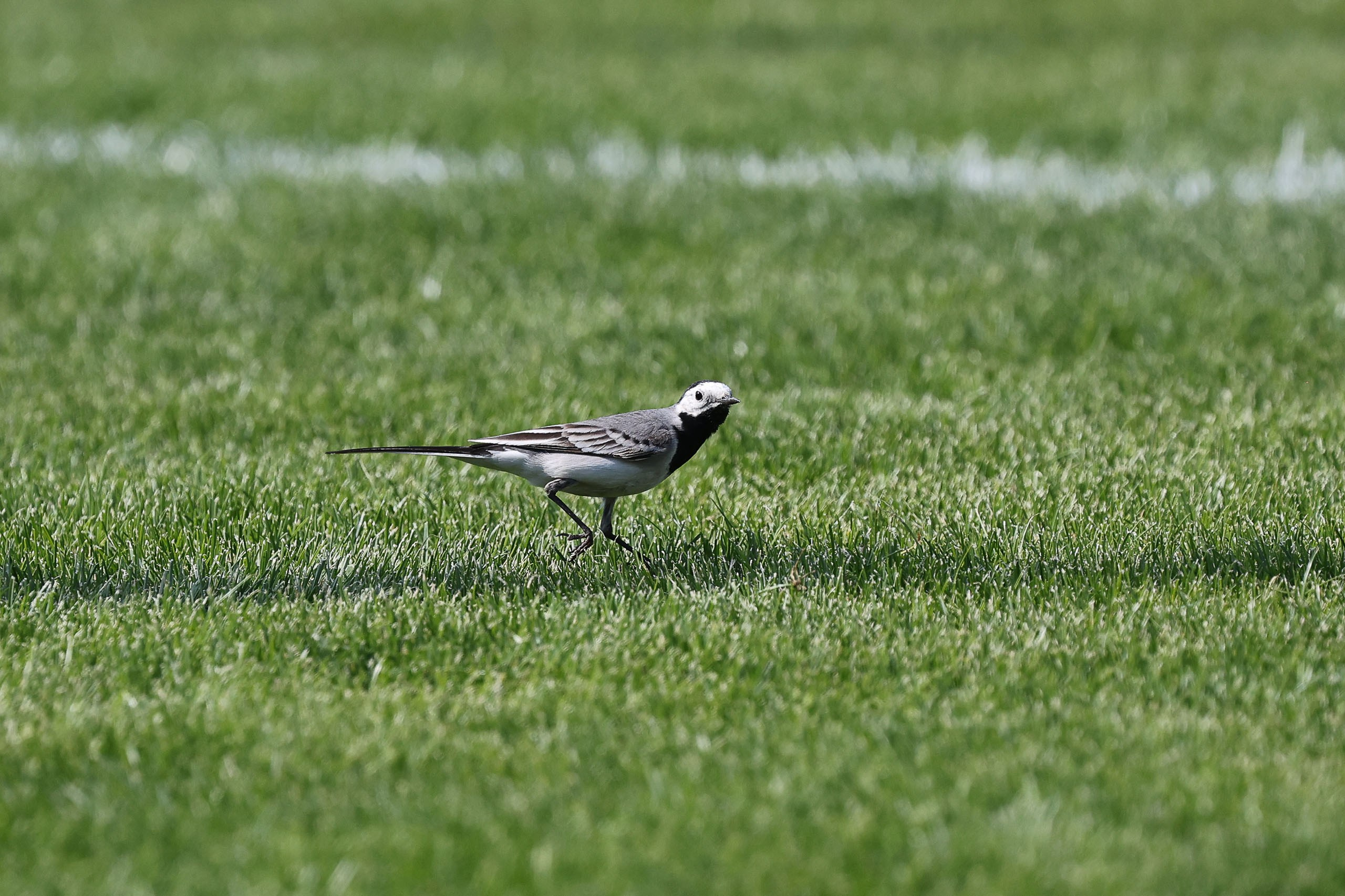 РЕГБИ. Репортажный фотограф в Нижнем Новгороде и Москве Ангелина Ильичева