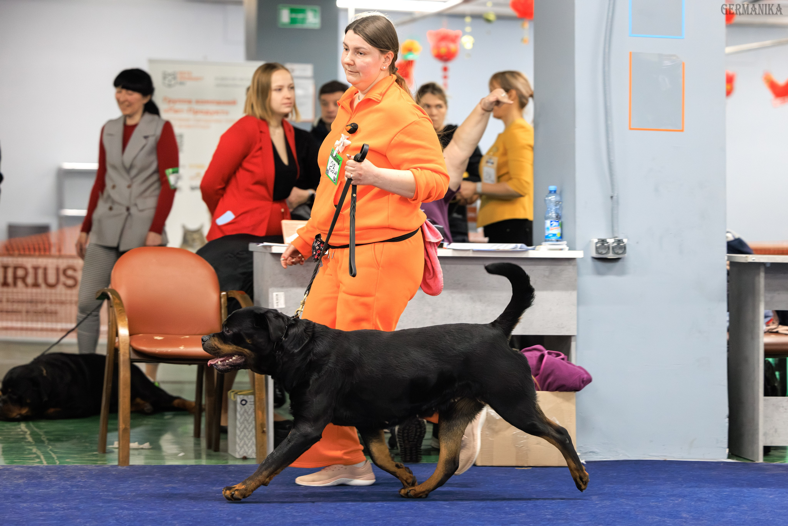 Сфера 08 и 10.03.2024 2хмоно ротвейлеров+2хмоно сао. Фотограф-анималист Юлия Германика