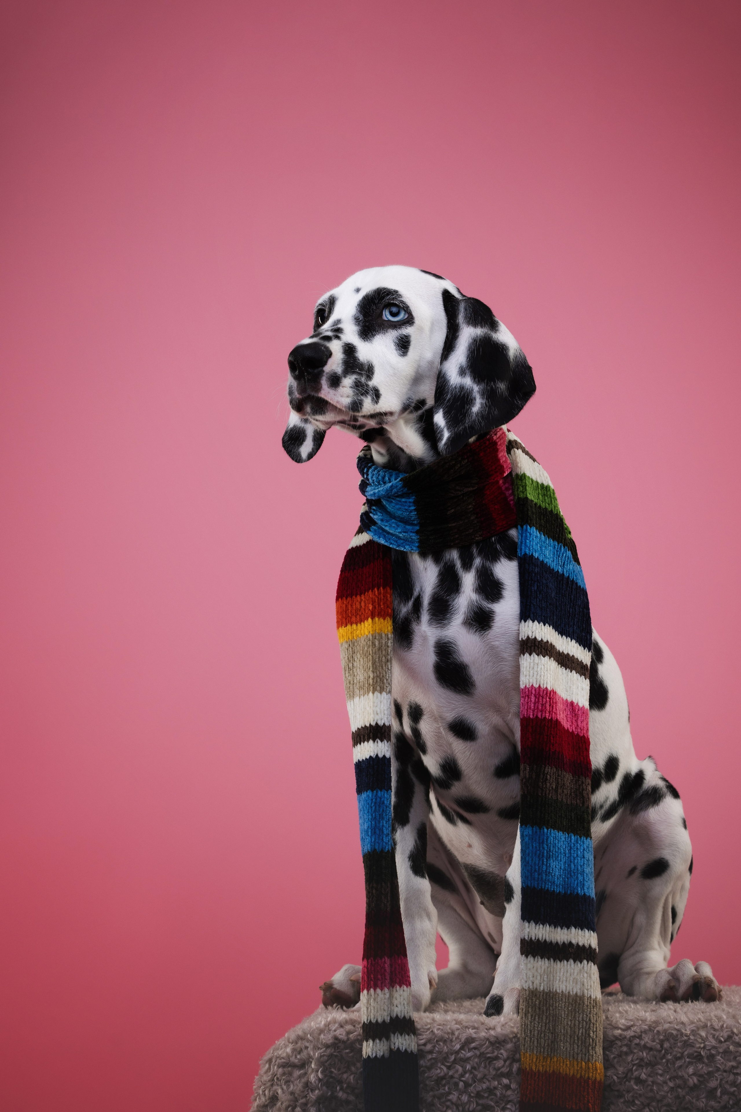 Далматин Одри. Фотограф анималист Осипчикова Мария