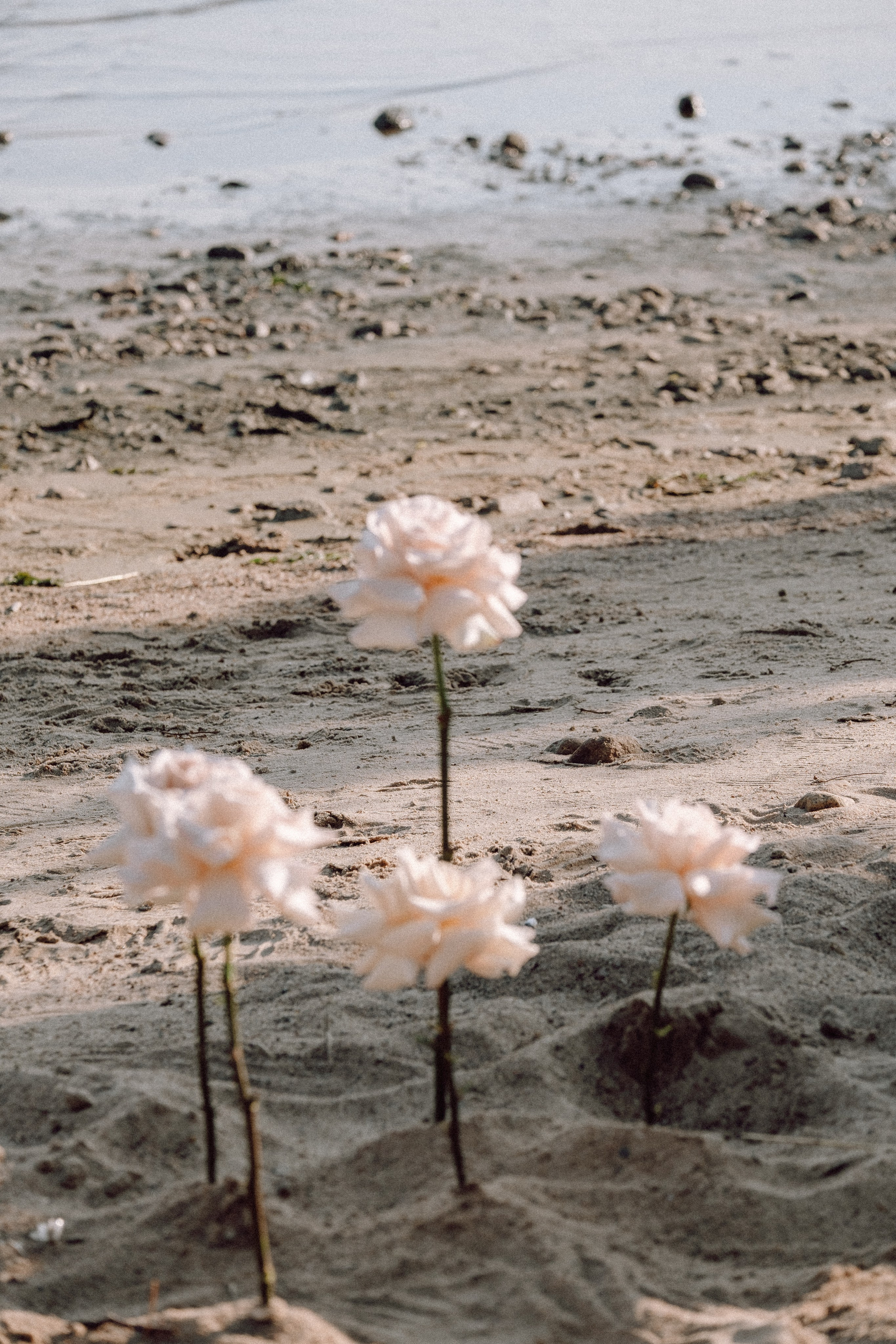СВАДЕБНАЯ ФОТОСЕССИЯ ВЫЕЗДНОЙ ЦЕРЕМОНИИ (ФИНСКИЙ ЗАЛИВ). Профессиональный фотограф, Санкт-Петербург — Виктория Богомолова