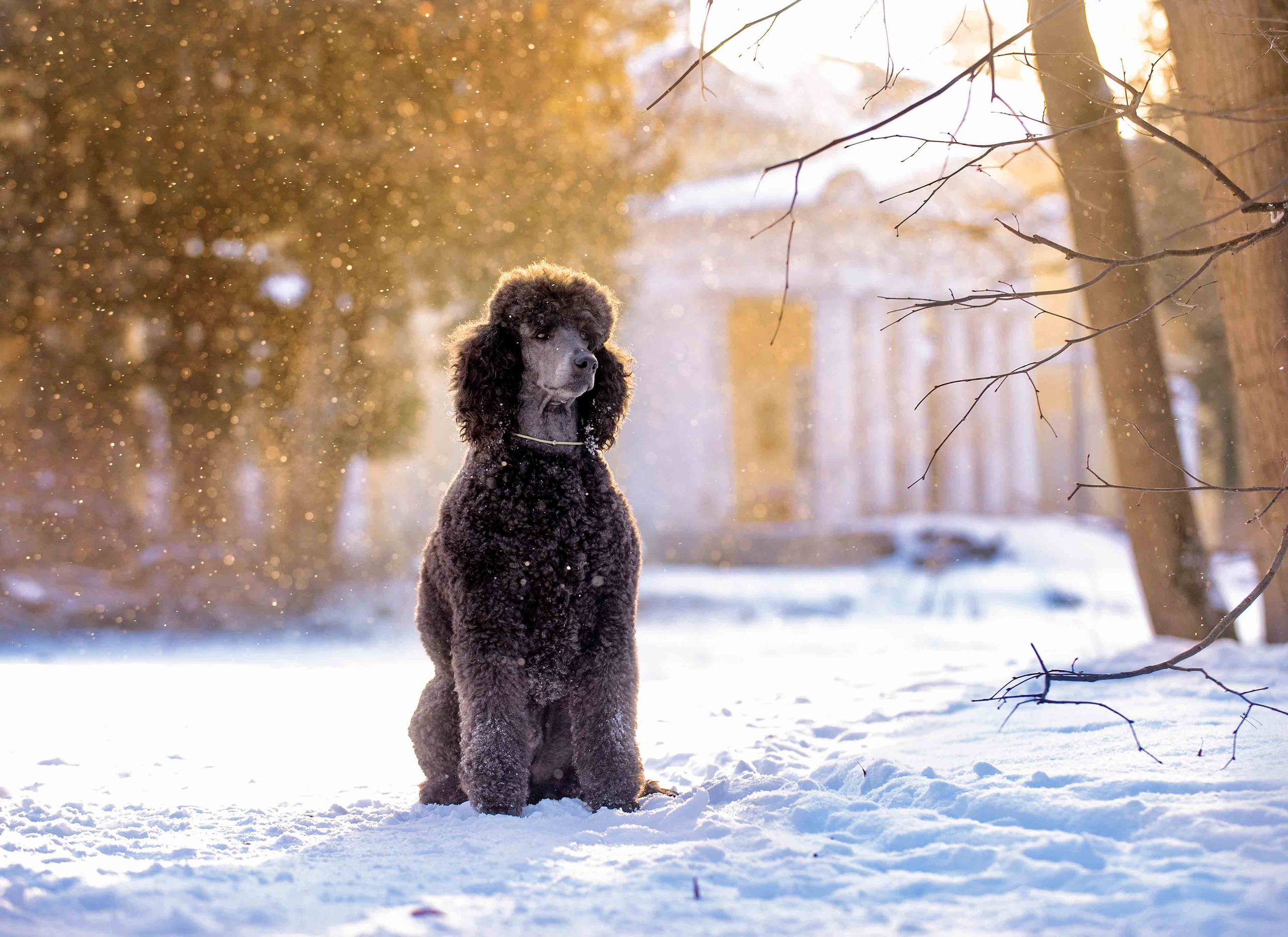 Собаки. Портретная и свадебная фотосъемка. Москва и область
