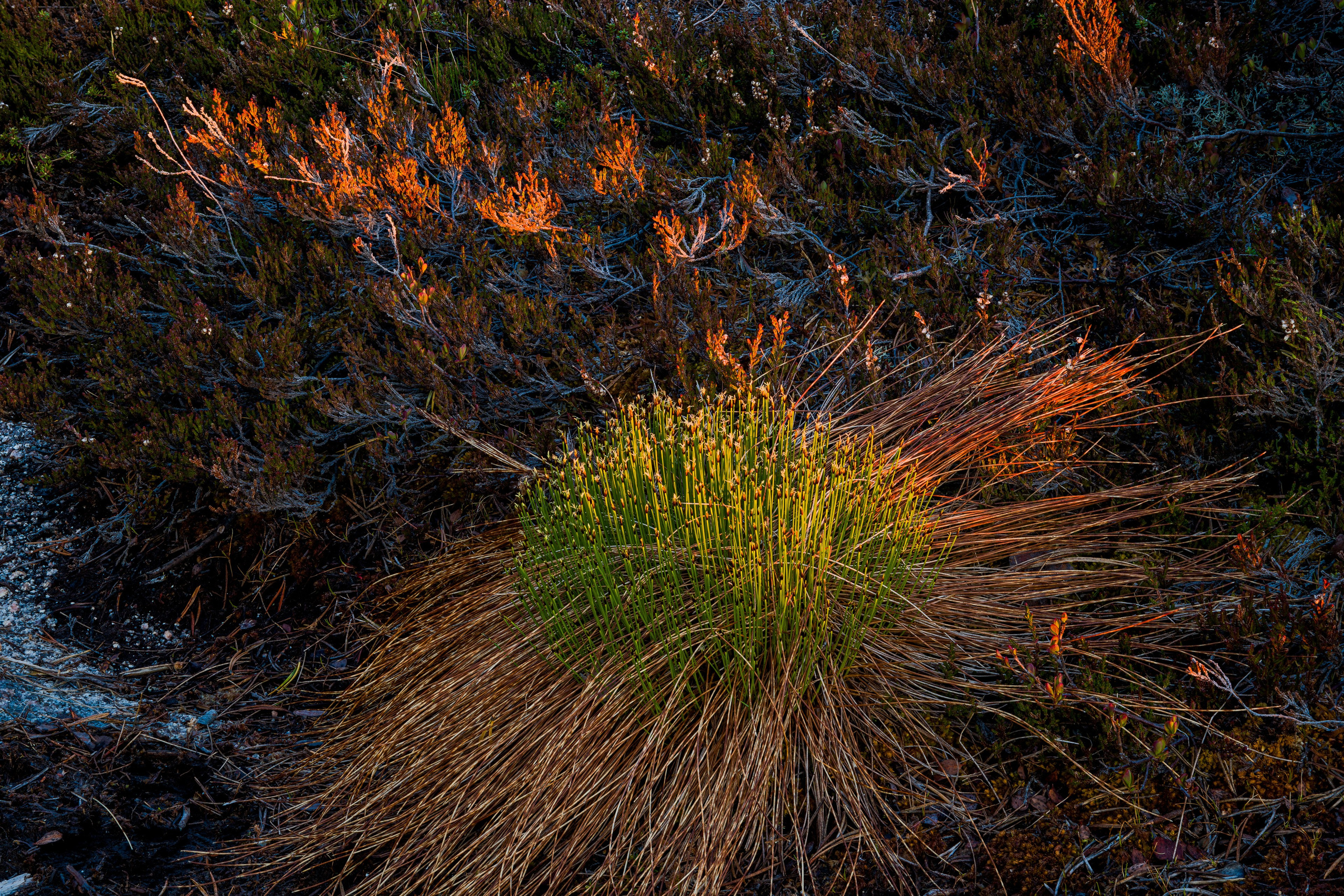Лето. Северные Ночи