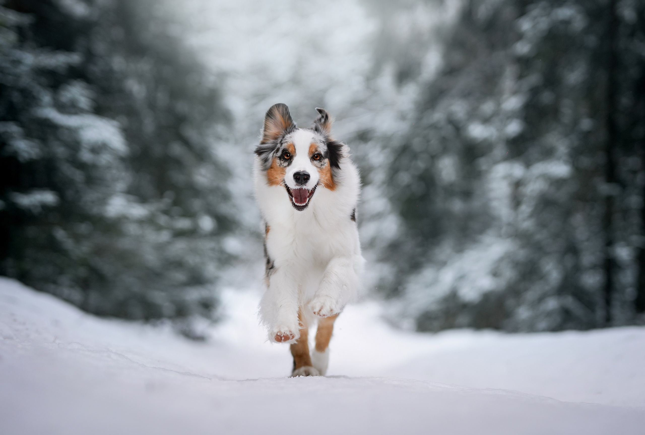 Ирина и Кайса. Фотограф-анималист в Санкт-Петербурге Яна Мартынова