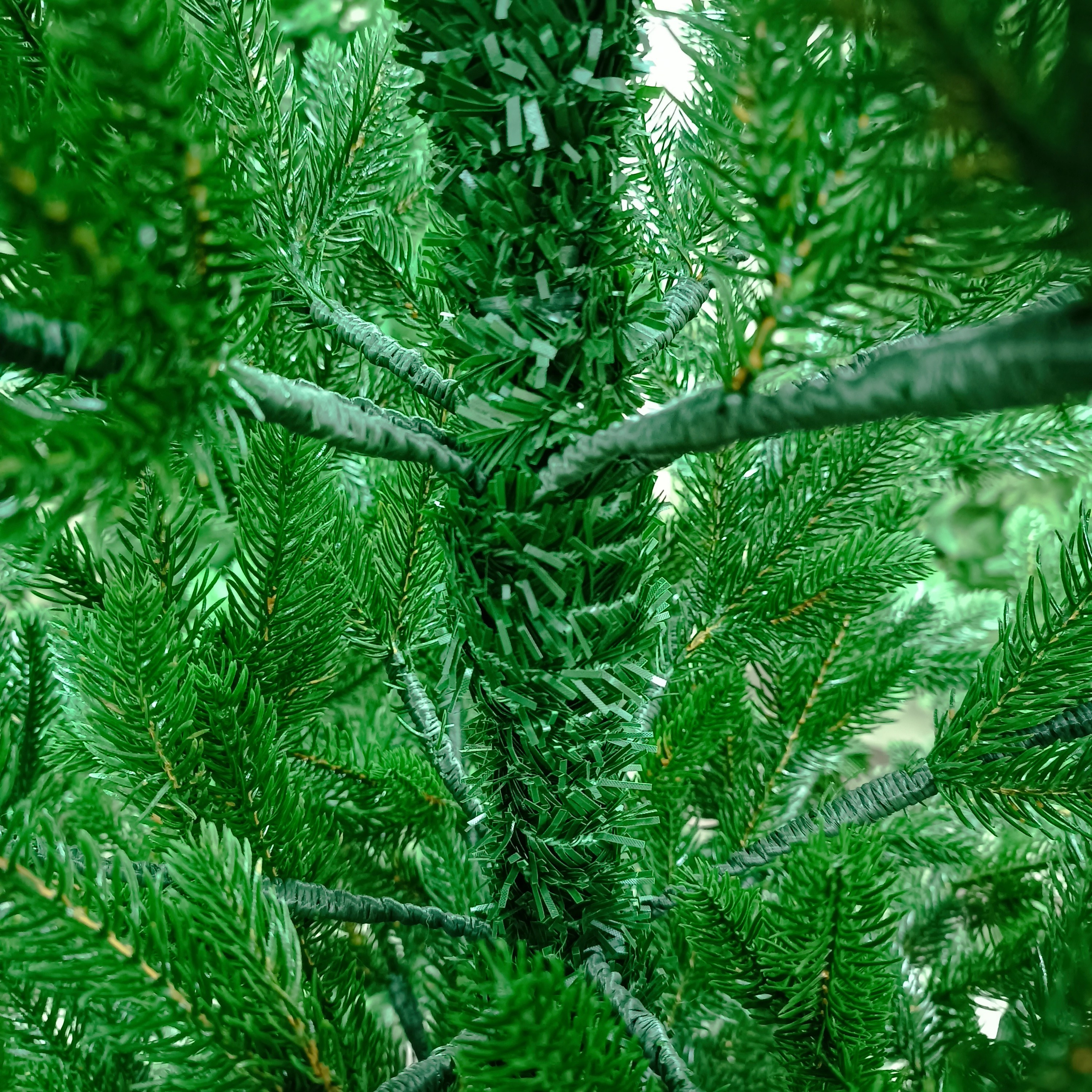 КАВКАЗСКАЯ. Elki_grodno