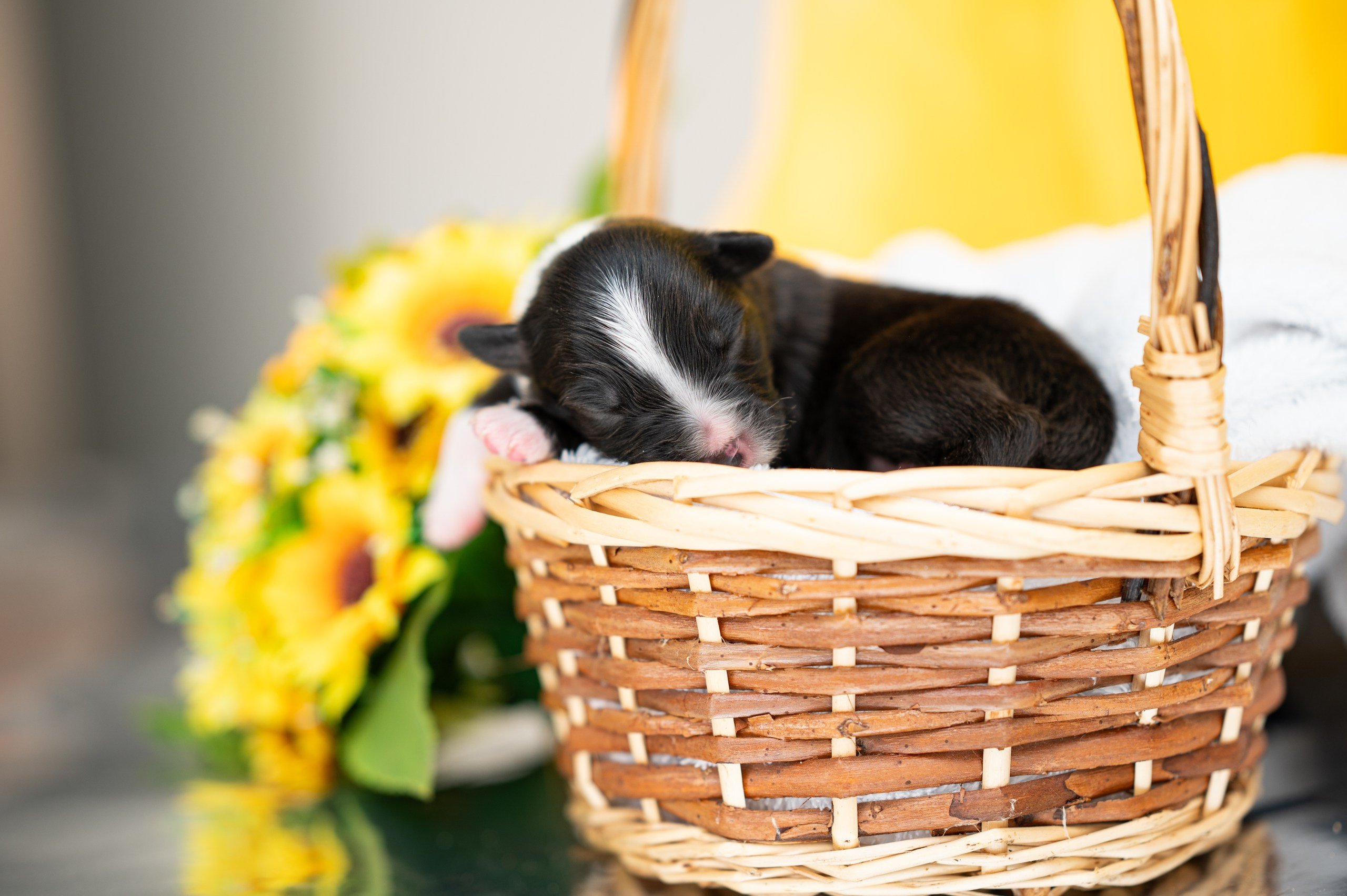 Заводчик Влада Эльман. Творческий фотограф Вологда