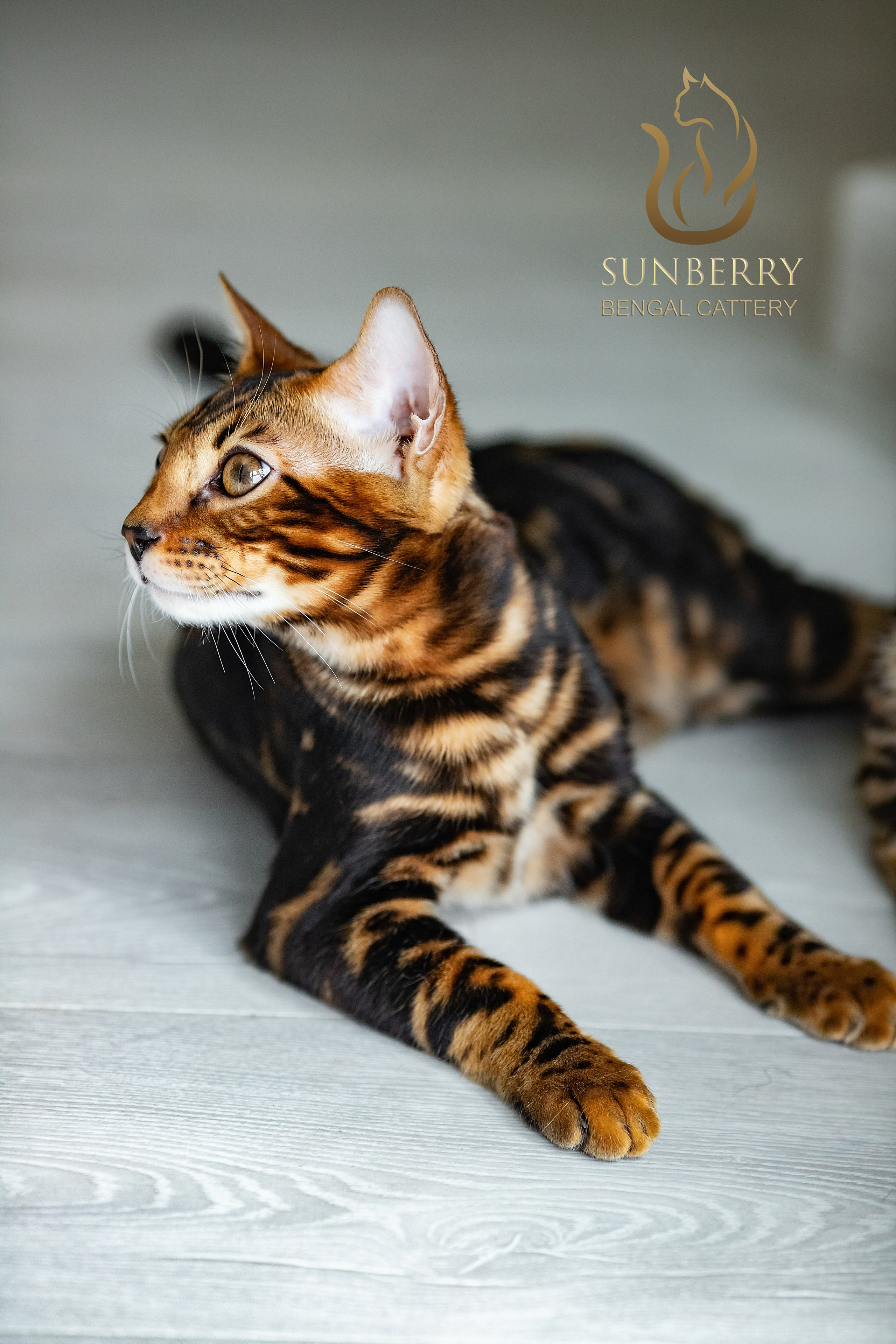 Питомник Бенгальских кошек Минск