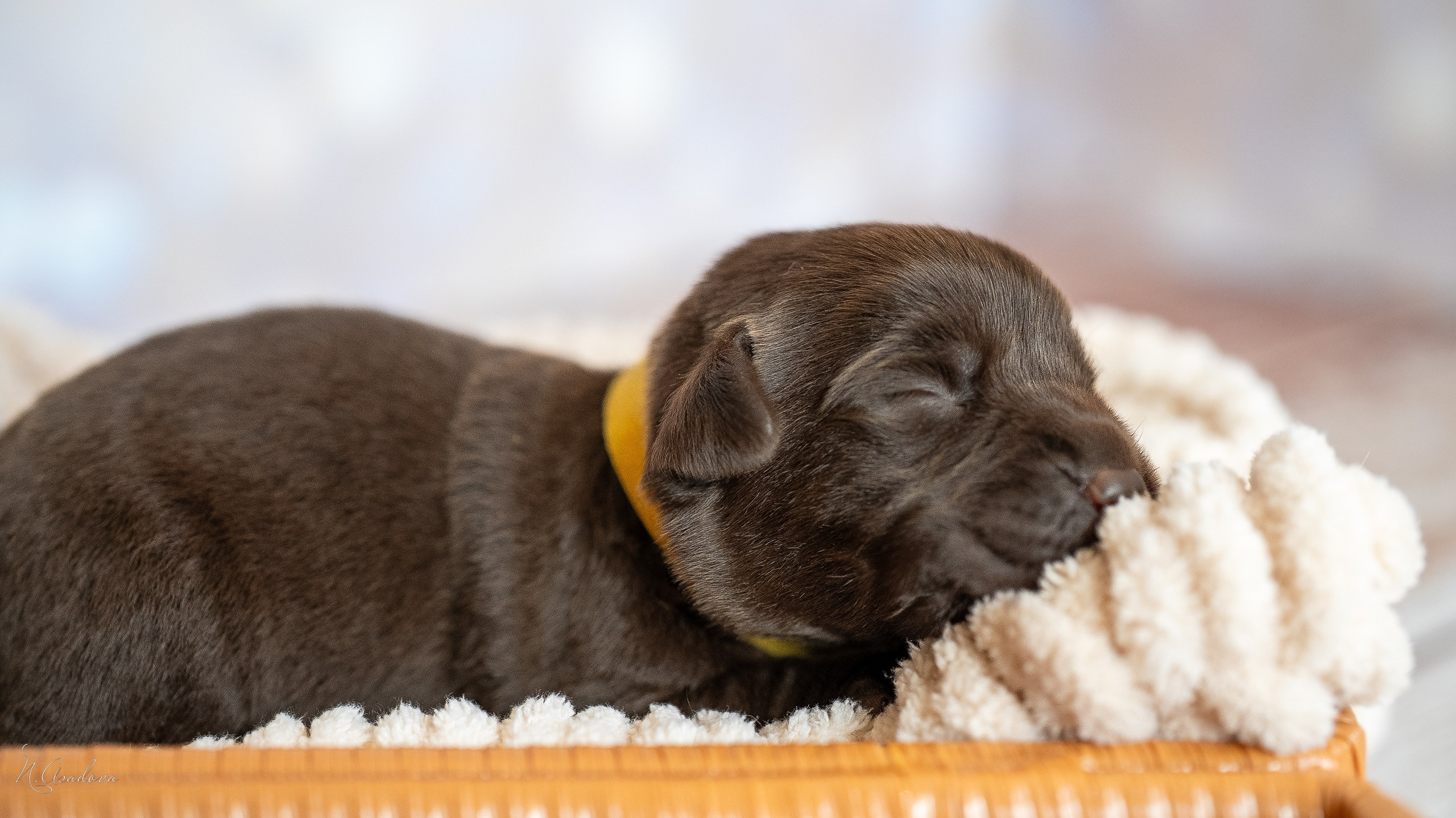 Новорожденные лабрадоры. Фотограф-анималист Асадова