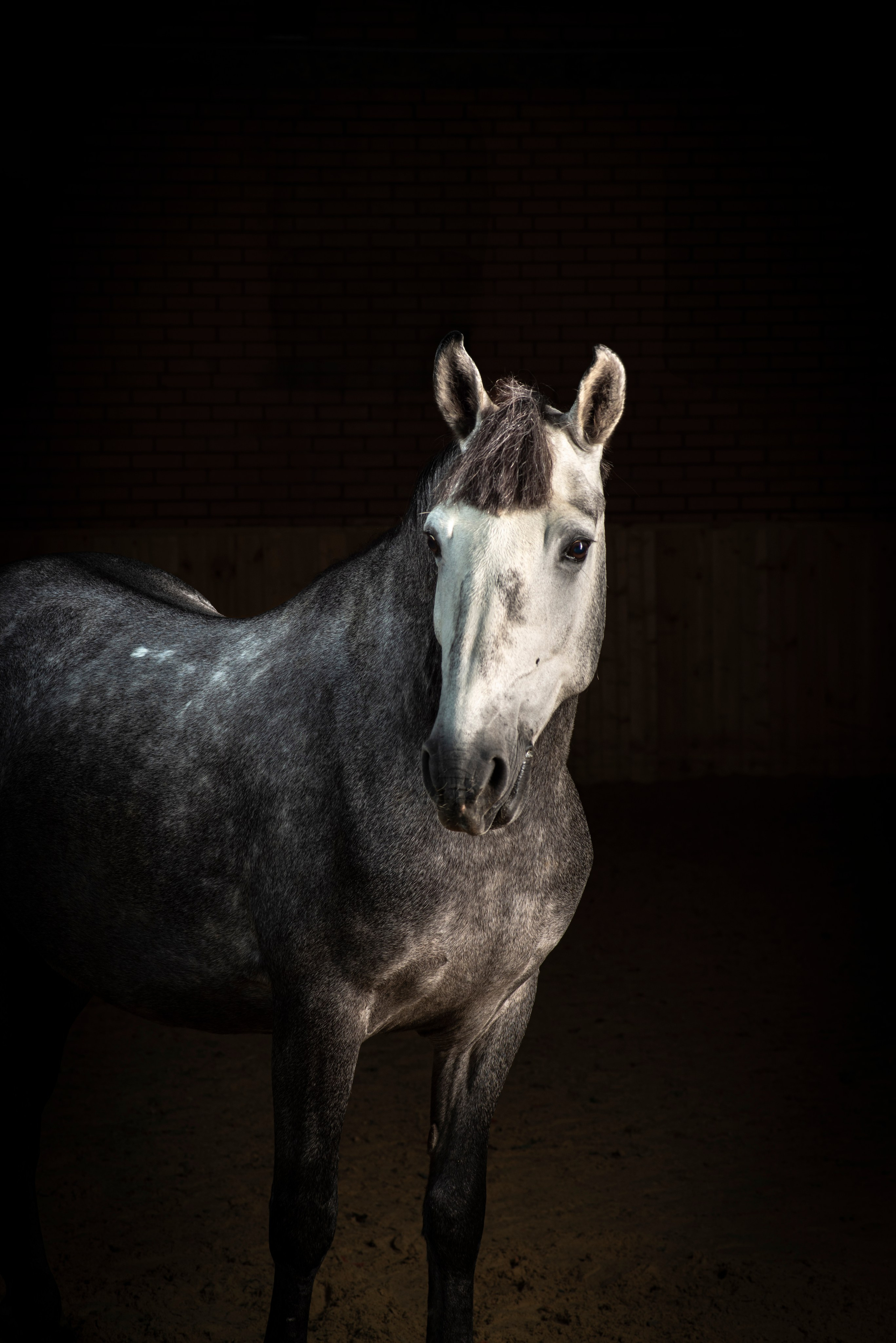 Фотосессия животных фотография коня