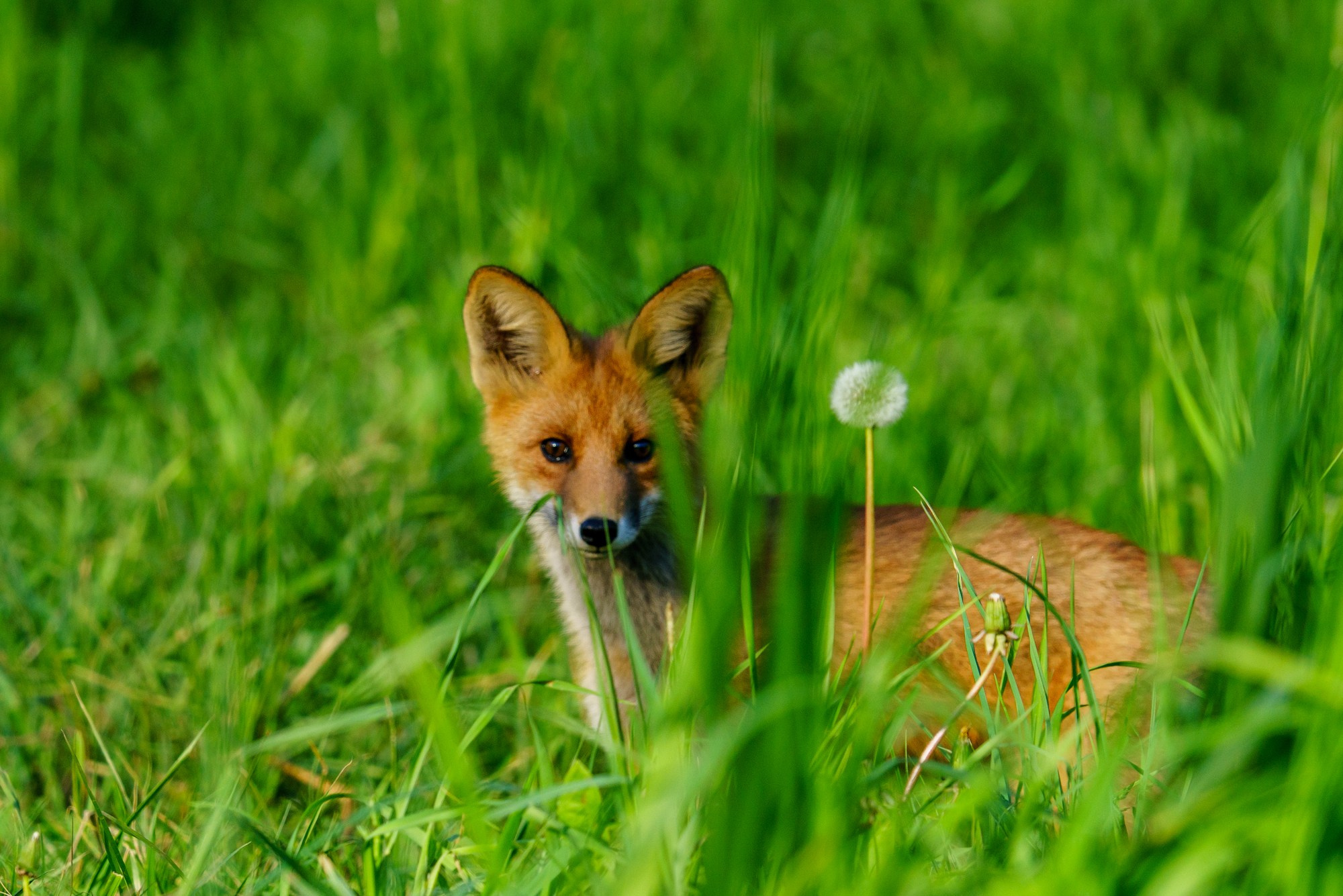 Животные. Ваш личный фотограф Марина Волкова