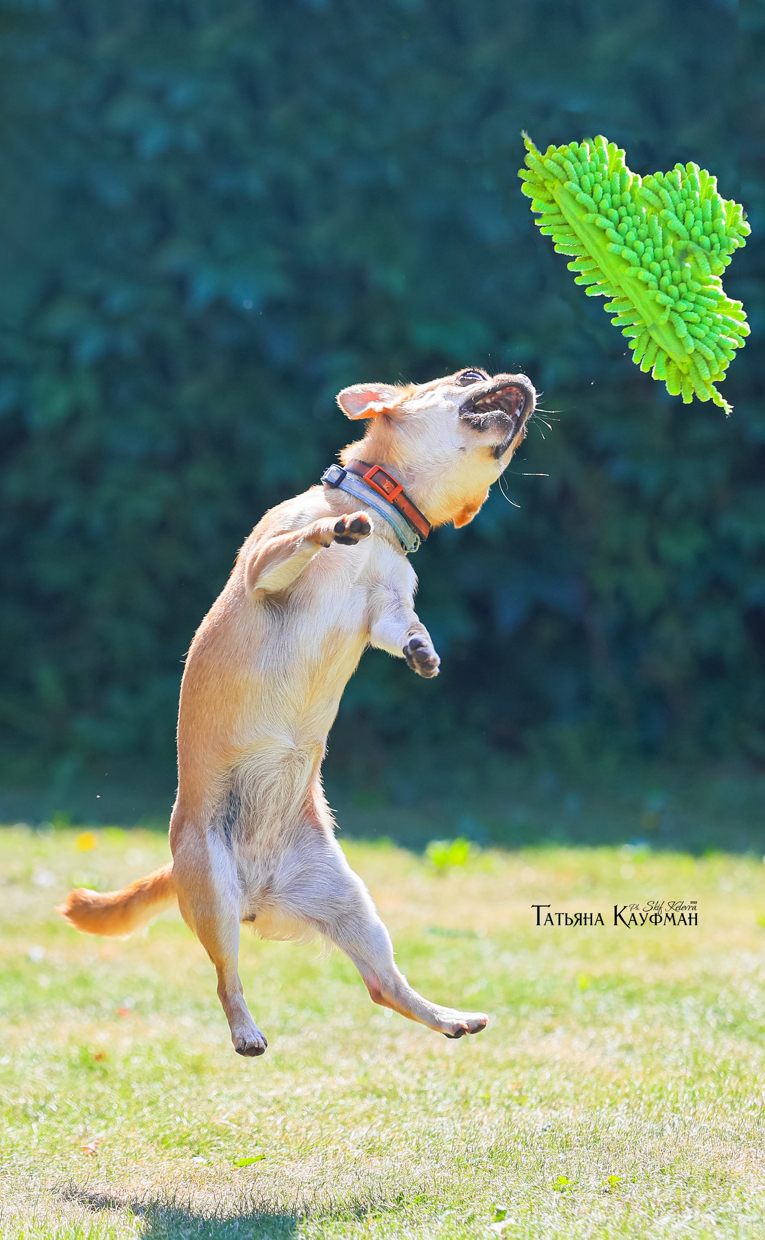 Чухуа хуа, собака в цветах, красивая собака, фотограф анималист, фотокурс Анималистика, научиться фотографировать собак, фотограф Новосибирск