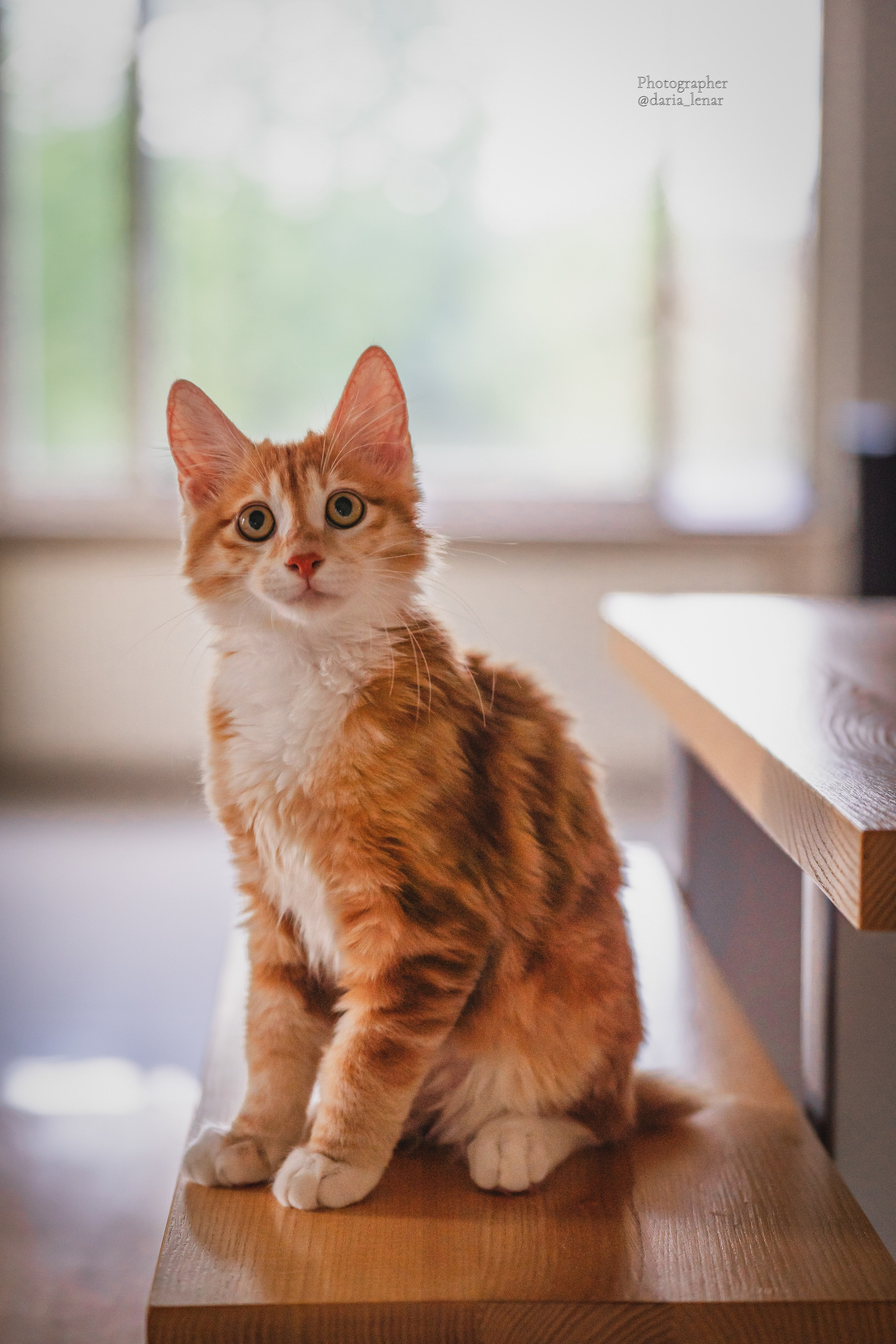 Питомник Курильских бобтейлов. Фотограф в Москве Ленарская Дарья
