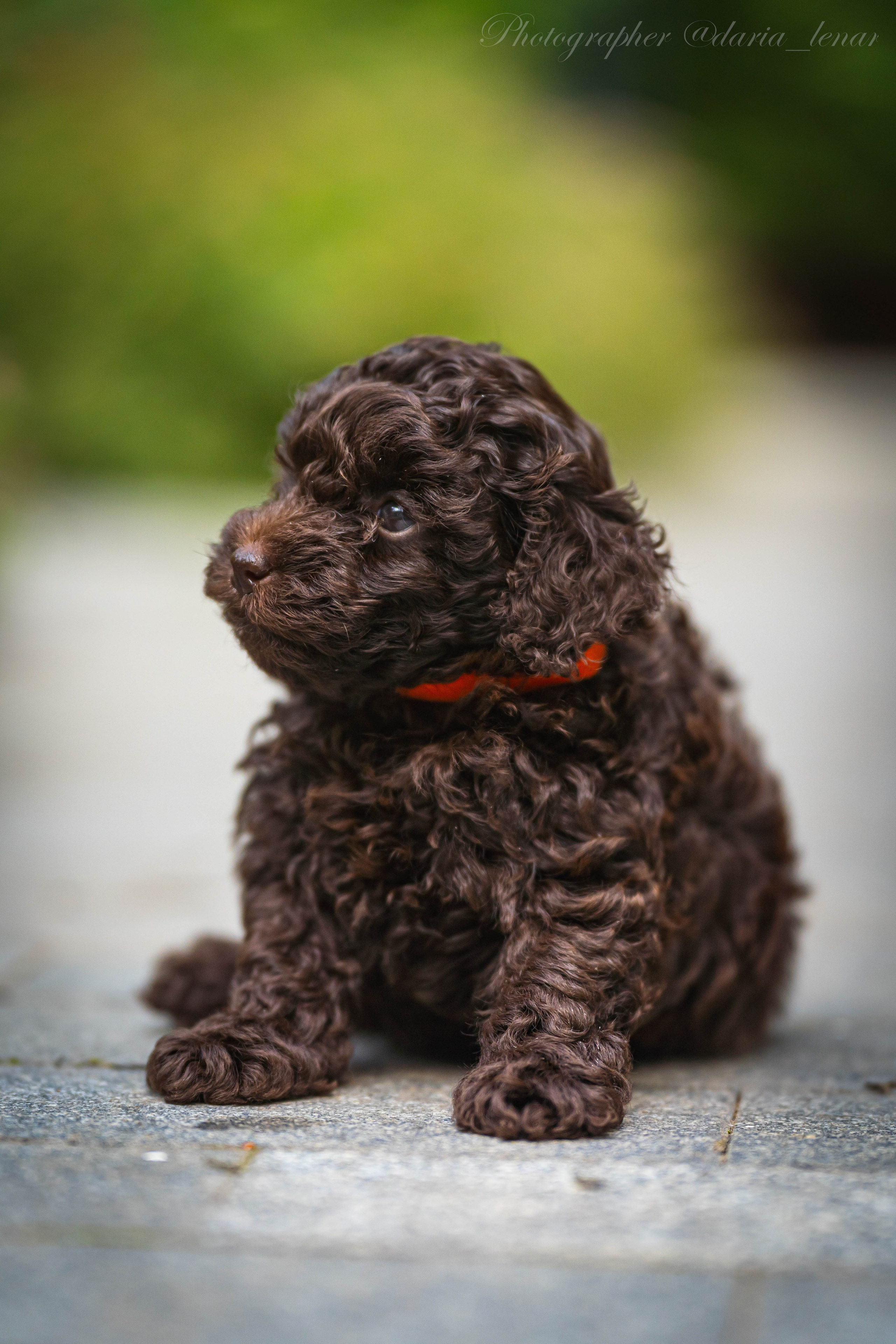 Питомник мини-пуделей. Фотограф в Москве Ленарская Дарья