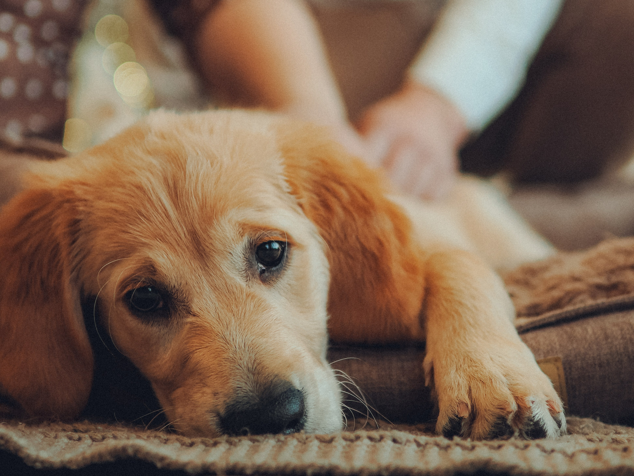 Малышка Молли и новый год. Фотограф в Москве — Сергей Люкшинов