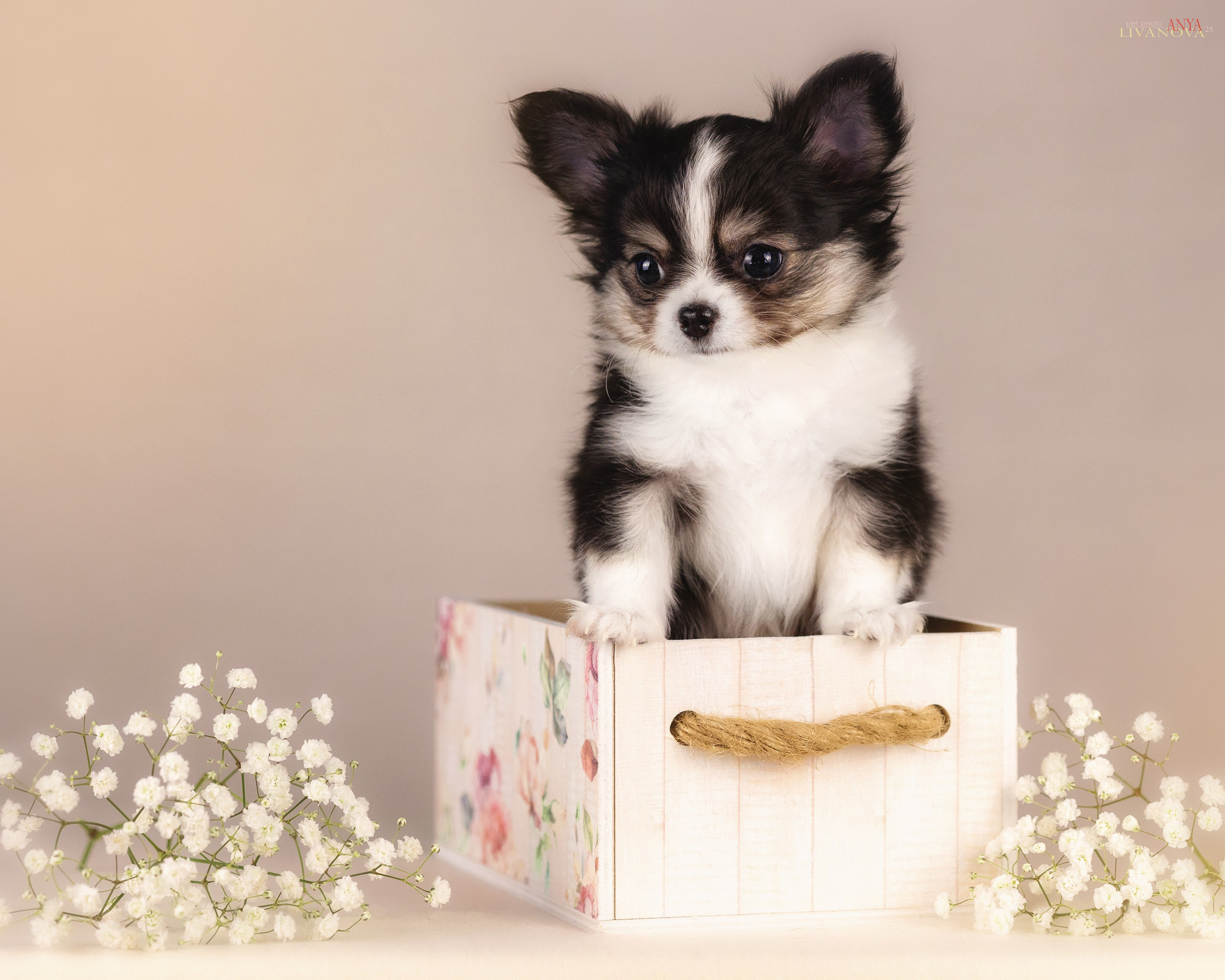 Чихуахуа. Фотограф анималист Аня Ливанова | Рыбинск