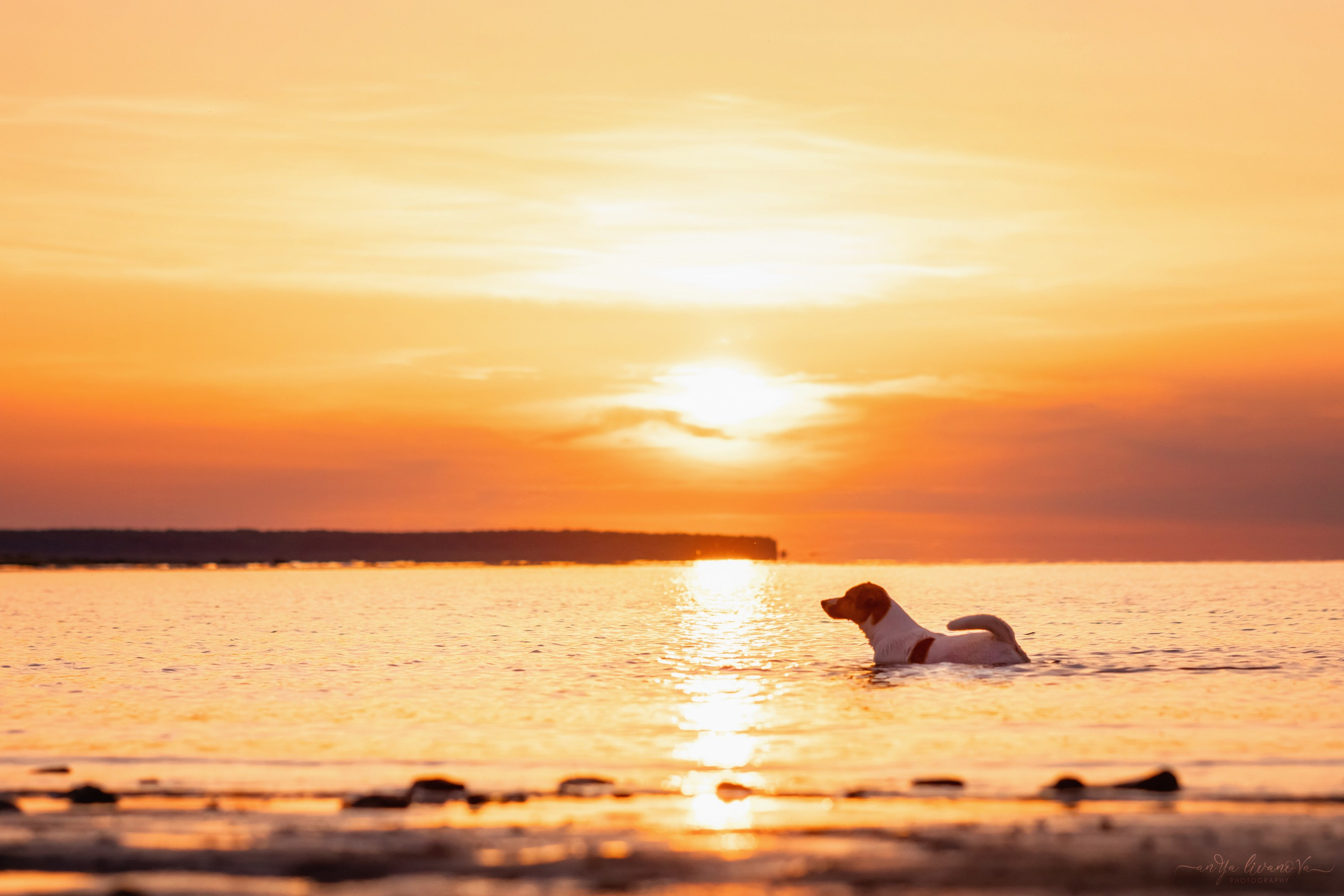 Ляля — Маня — Плюша закат. Фотограф анималист Аня Ливанова | Рыбинск