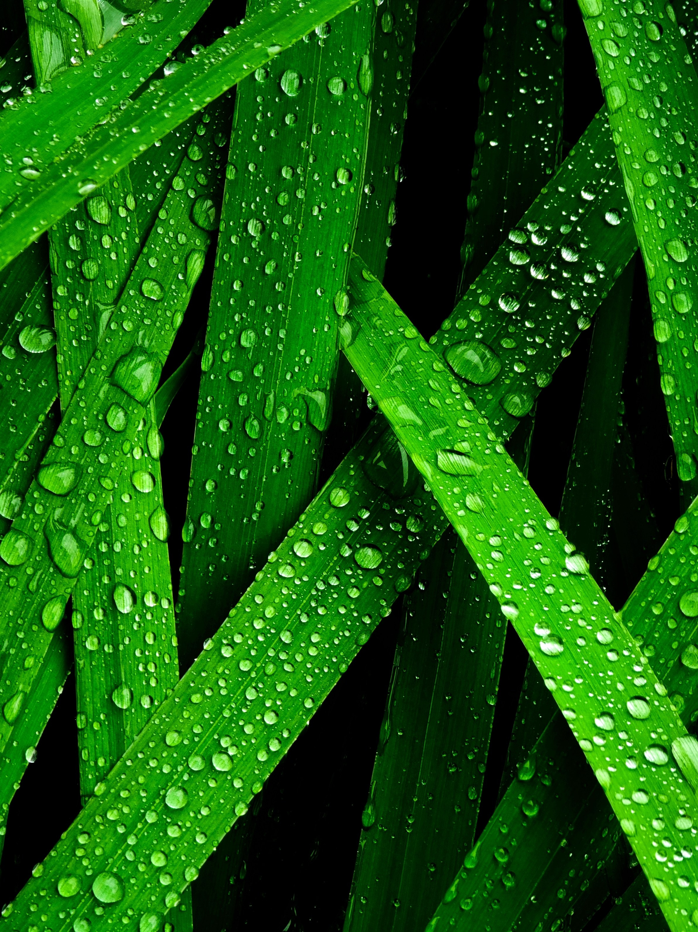Макросъёмка зелёных листьев с каплями росы. Листья насыщенного зелёного цвета, расположены крест-накрест, покрыты многочисленными прозрачными каплями воды, отражающими свет. Тёмный фон подчёркивает яркость листвы.
