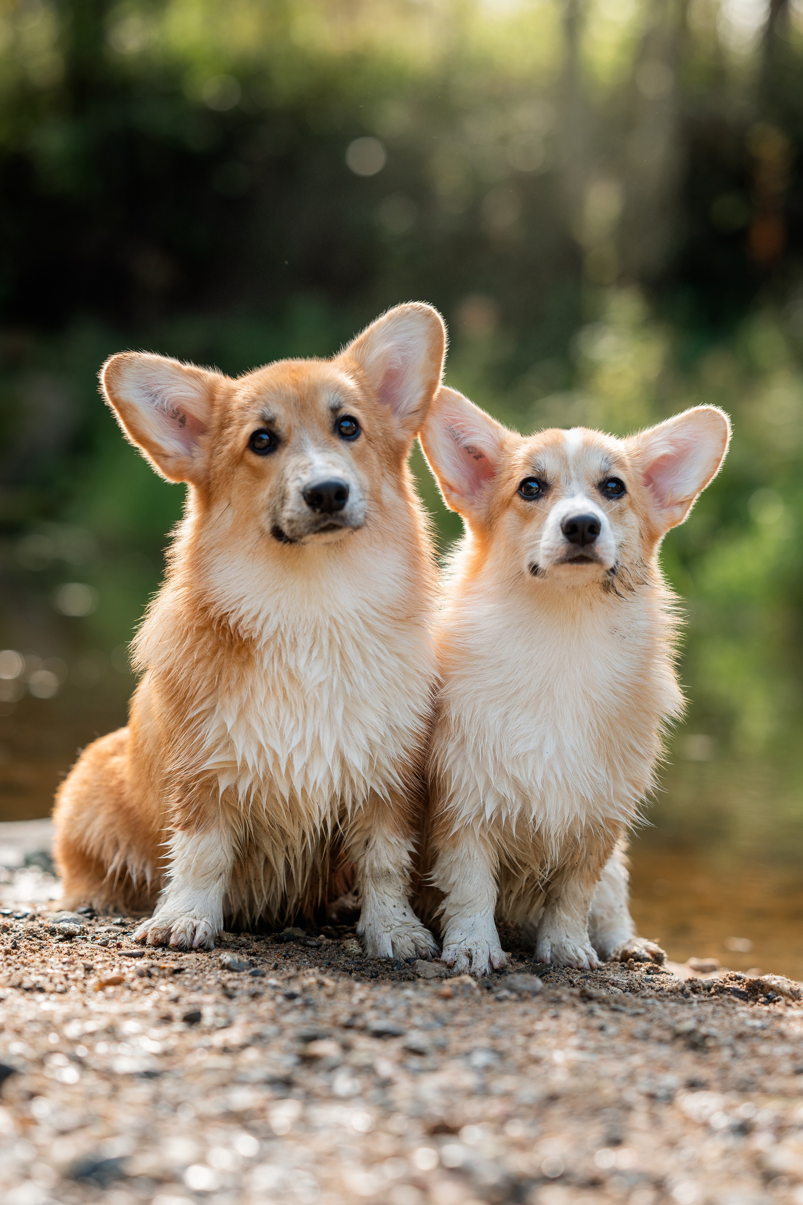 Заводчик Ольга Кушкина. Творческий фотограф Вологда