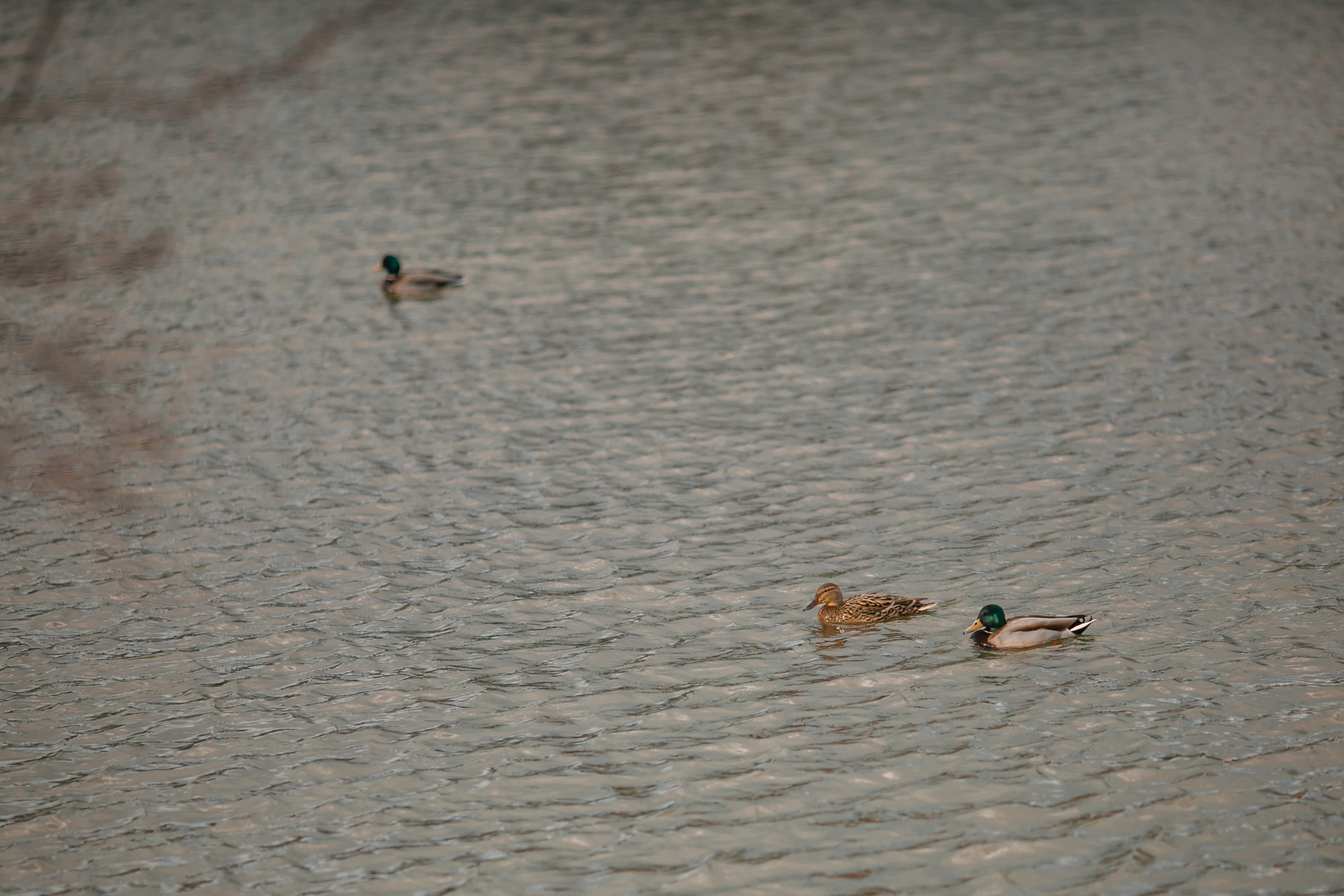 Свадьба Алена и Евгений. Свадебный и репортажный фотограф (Москва, Королев и другие)