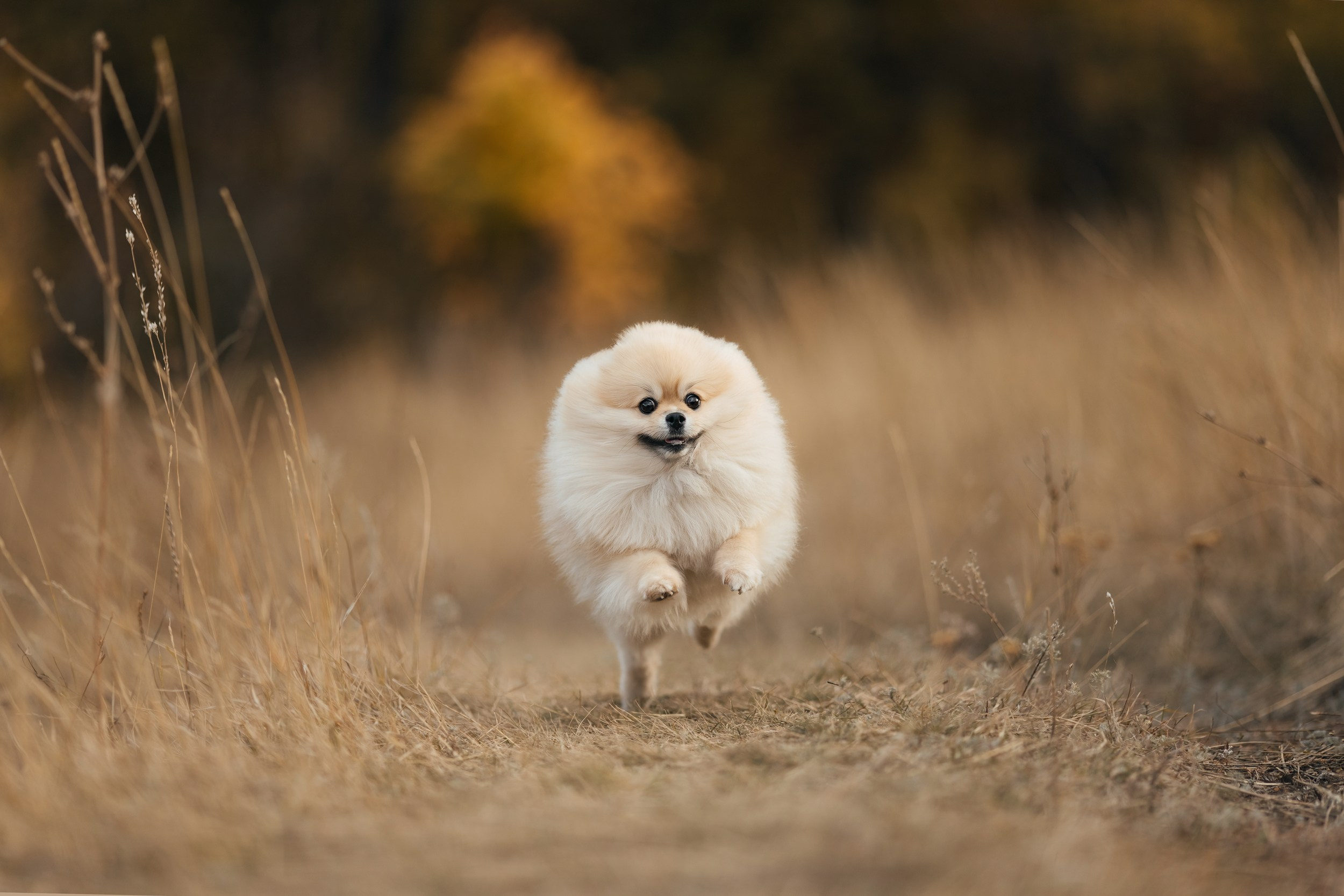 Надежда и Флаффи. Фотограф-анималист Мавлютова Алена