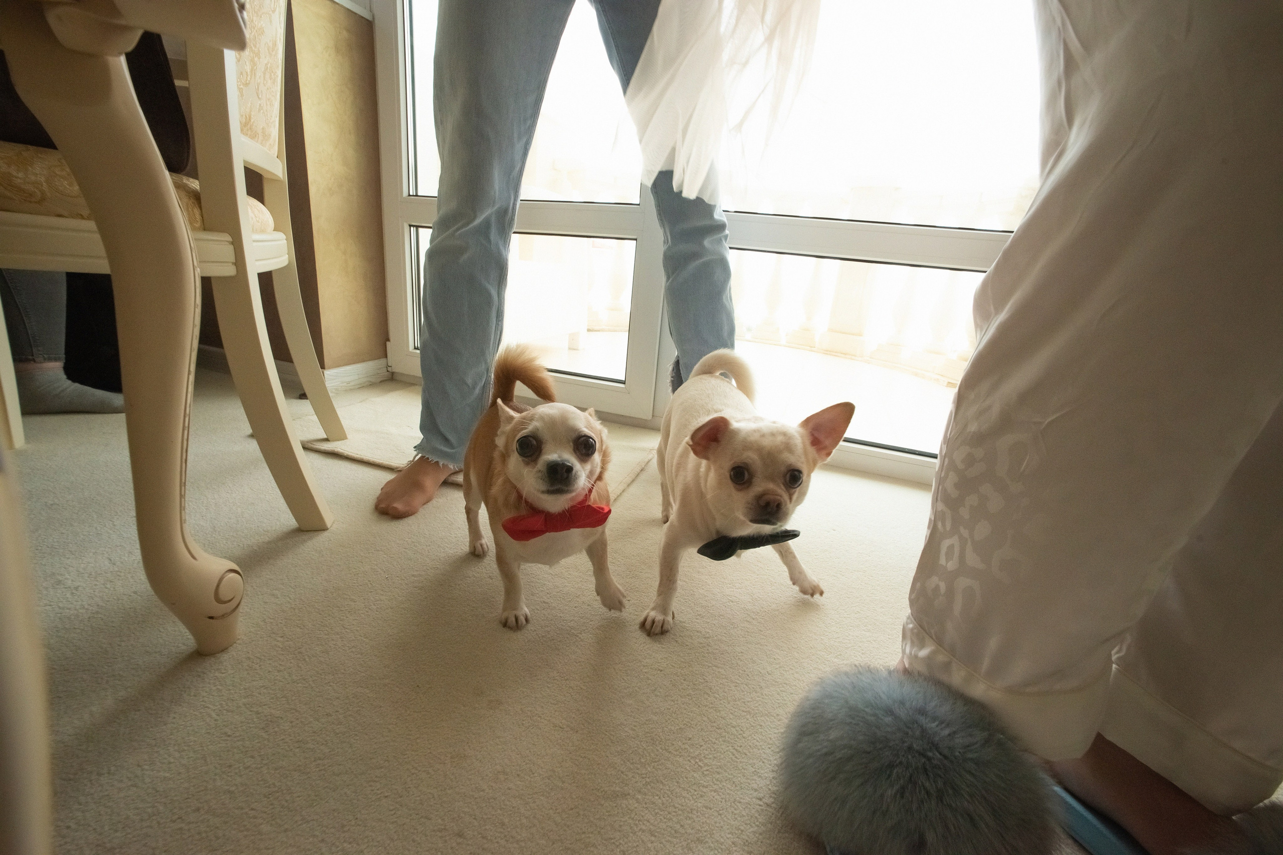 Свадьба Игоря и Жанны. Семен Соколов