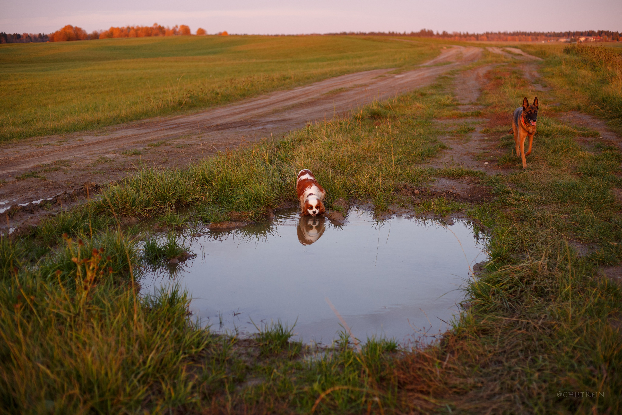 Октябрьский закат в полях. Алина и Лео. Фотограф-анималист Наталия Чистюхина в г. Сосновый Бор и ЛО